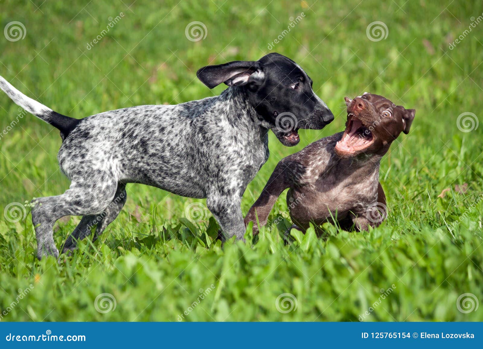 German Shorthaired Pointer, Kurtshaar Two Spotted Little Puppy, Black and  Brown Stock Photo - Image of looking, comic: 125765154