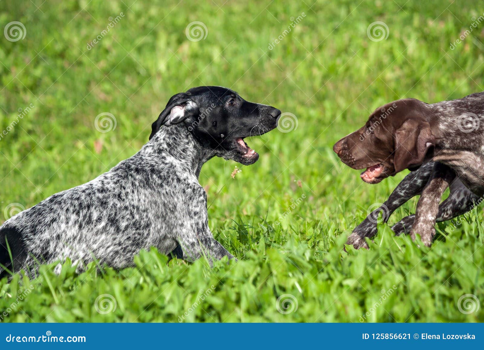 German Shorthaired Pointer Kurtshaar Two Spotted Little Puppy