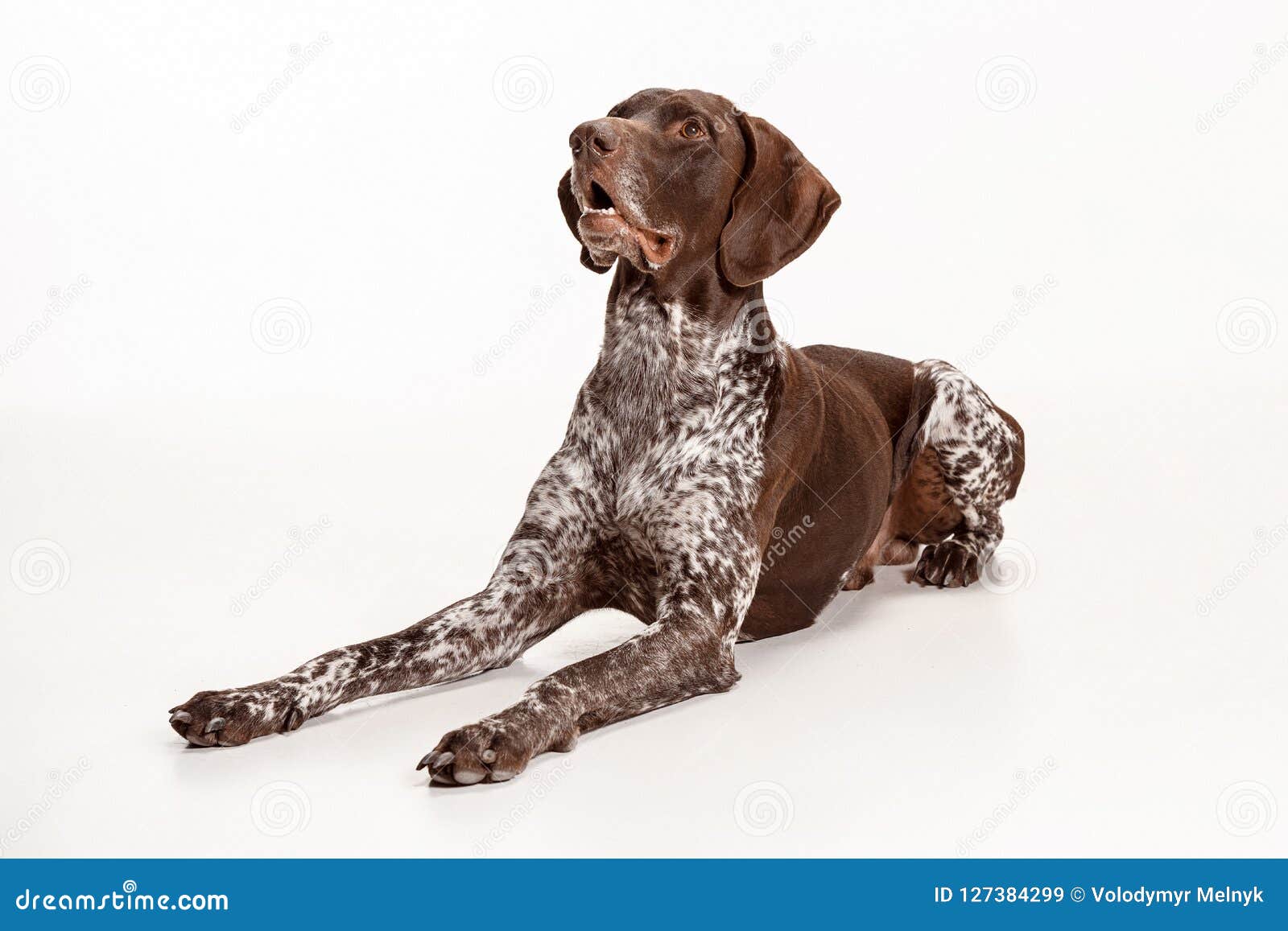 German Shorthaired Pointer Kurzhaar Puppy Dog Isolated On White