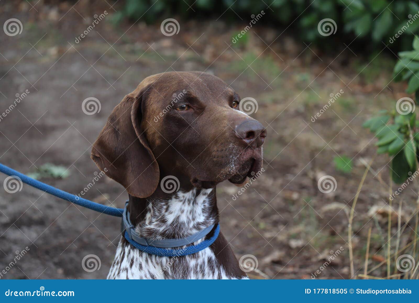 german shorthaired pointer liver and roan