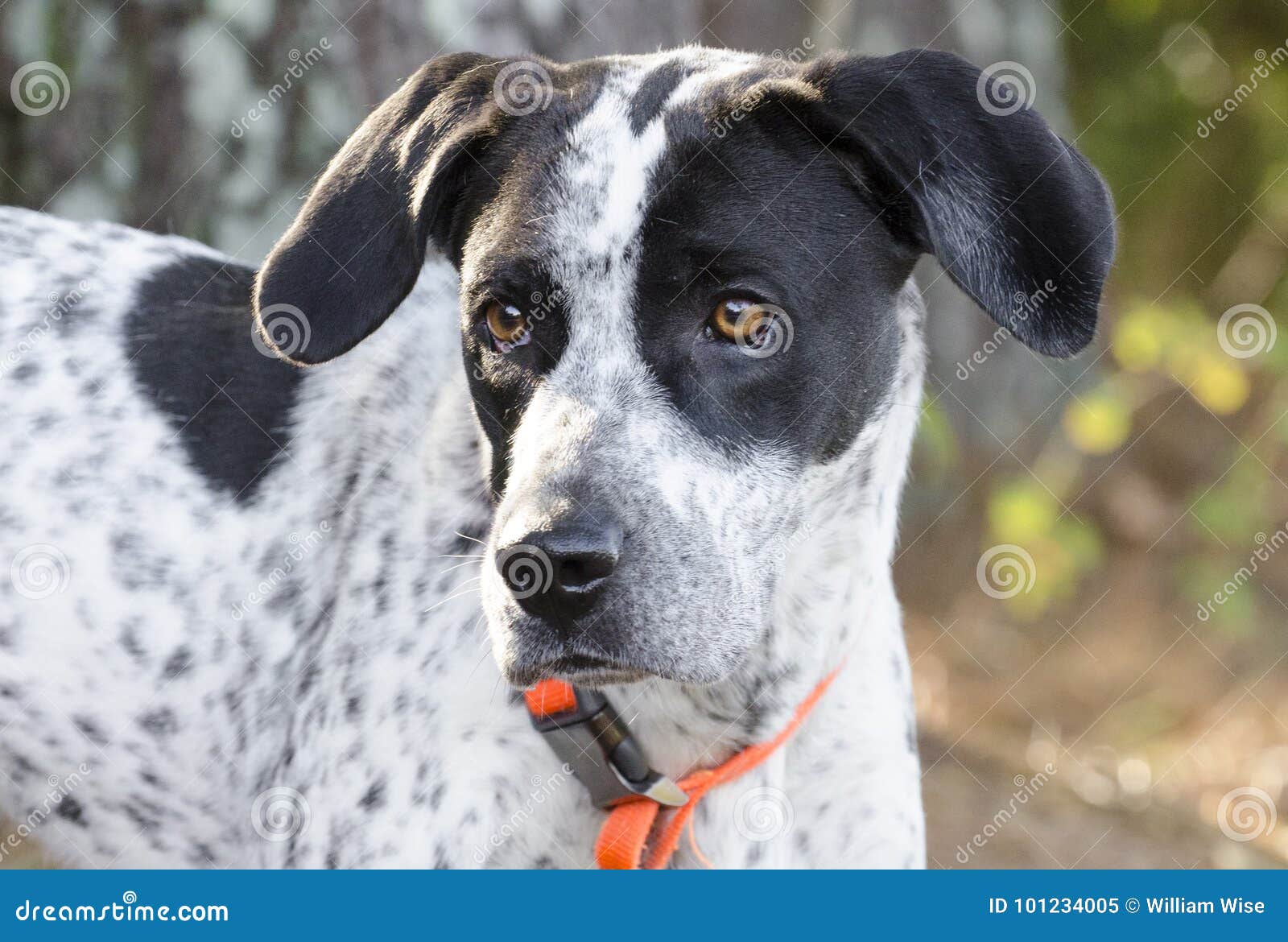 German Shorthaired Pointer Hound Mix