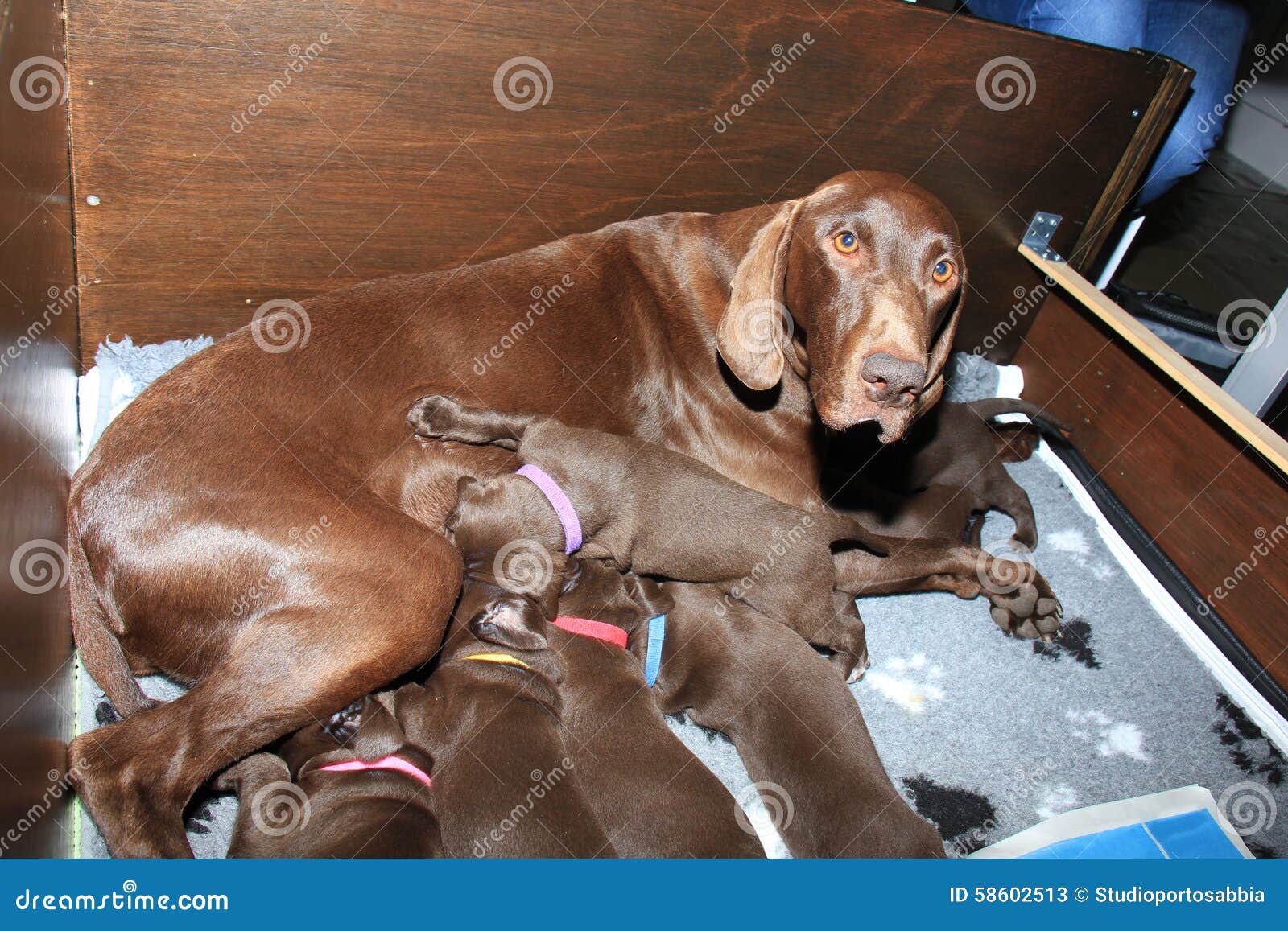 newborn german shorthaired pointer puppies