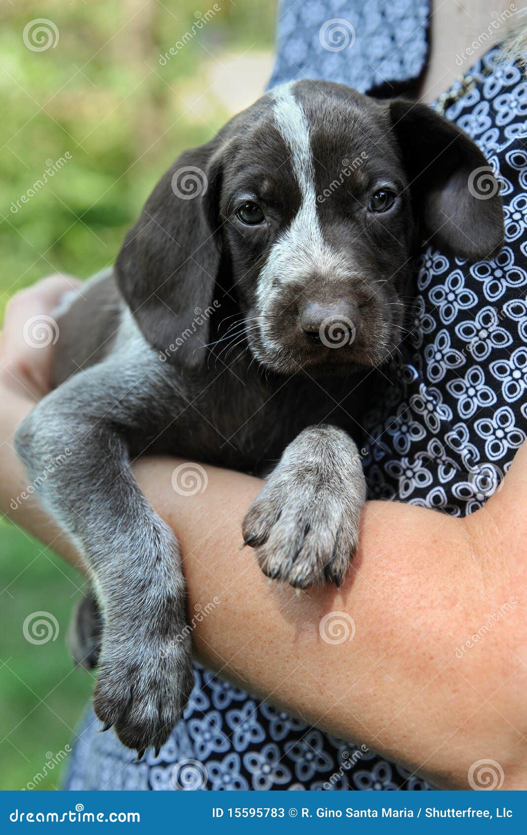 German Shorthaired Pointer Puppy Stock Image - Image of purebred, canine:  15595783