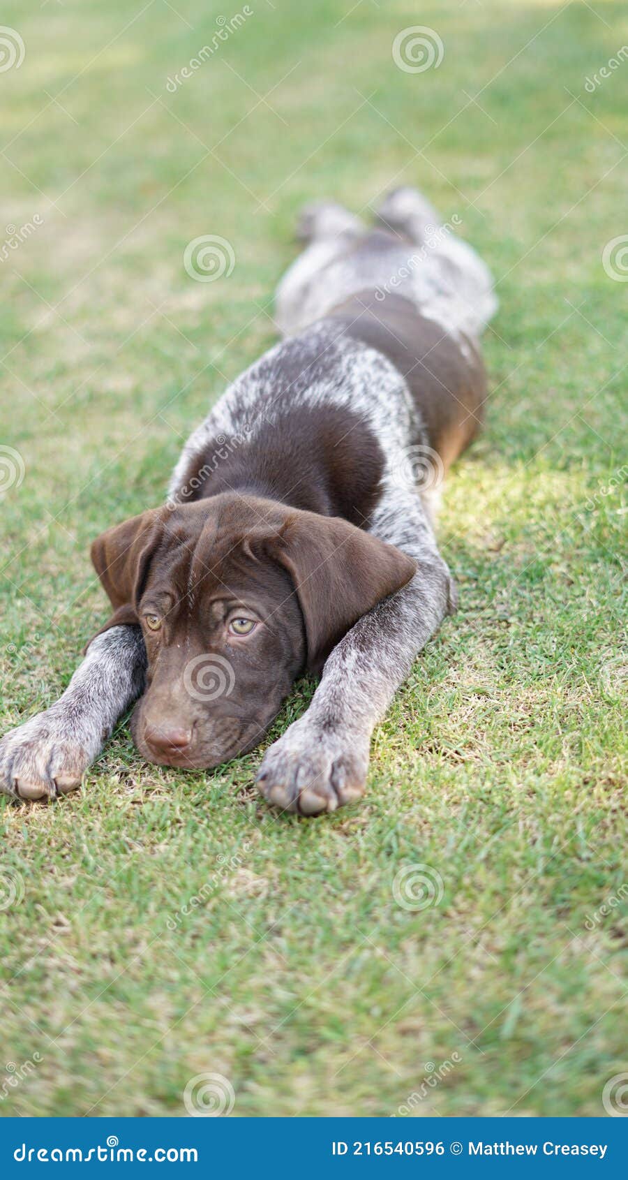 laying spread out german shorthair pointer puppy