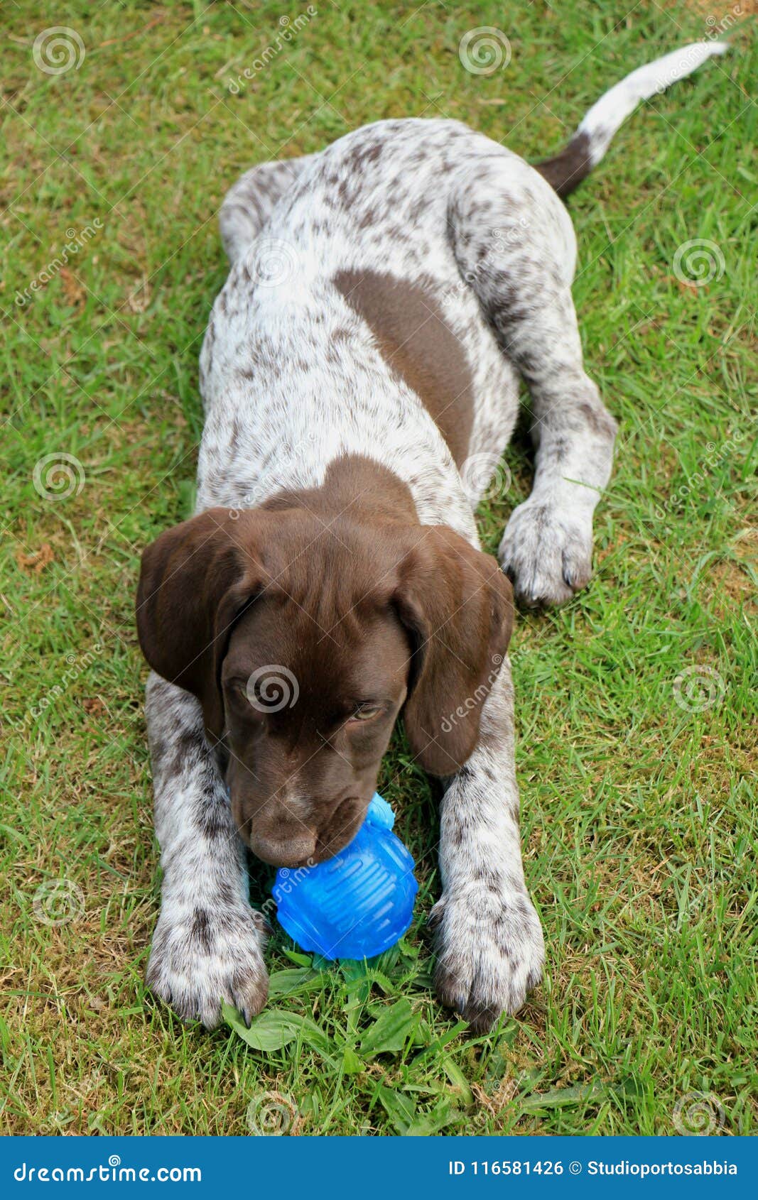 German Shorthaired Pointer Puppy Stock Photo Image Of Brown Cute 116581426