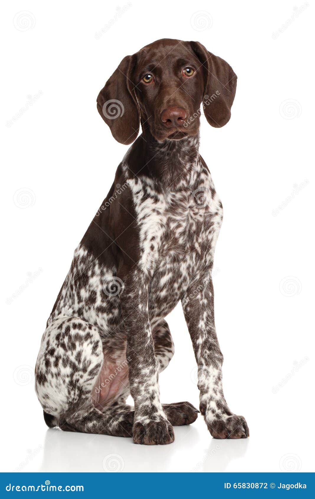 german shorthaired pointer