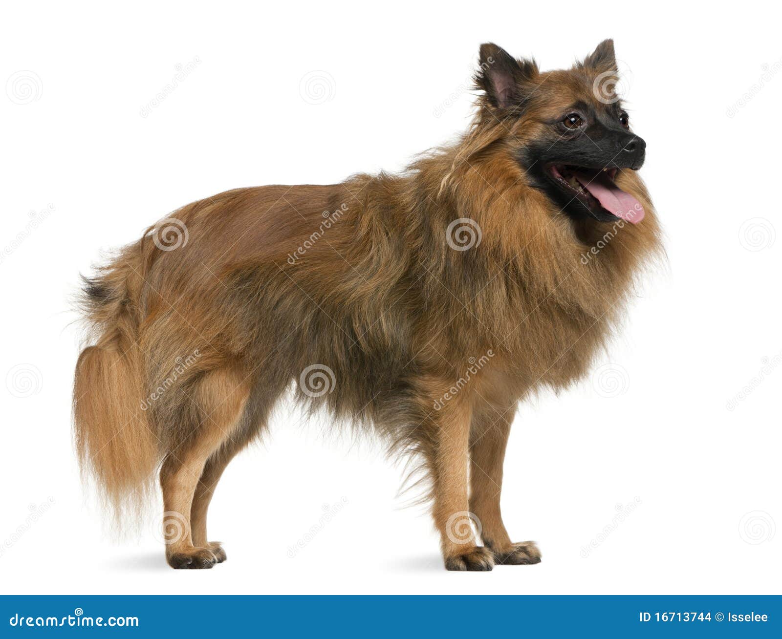 German Spitz, 7 Years Old, Standing Stock Photo - Image of isolated ...