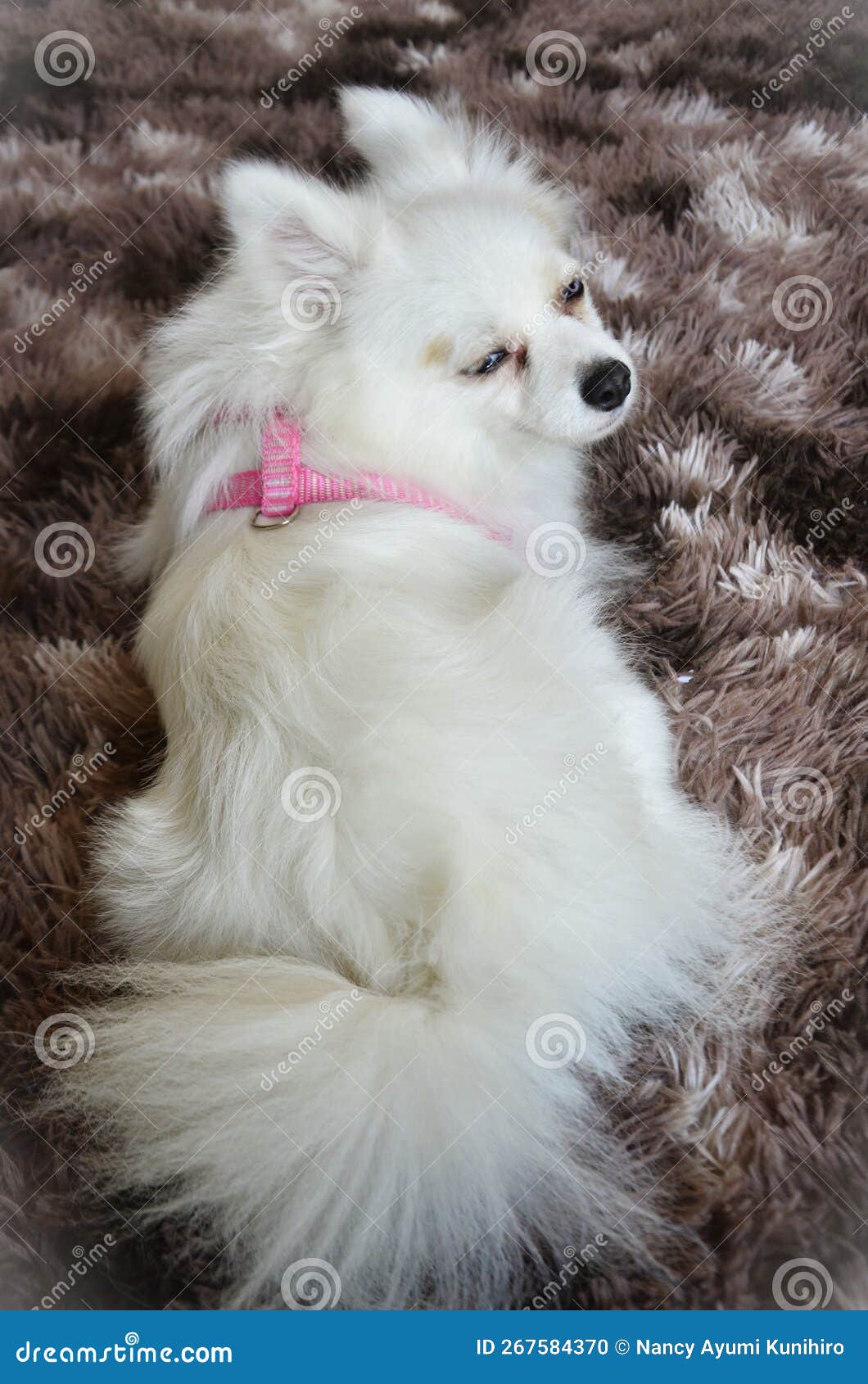 german spitz with blue eyes and white fur lying on the brown rug