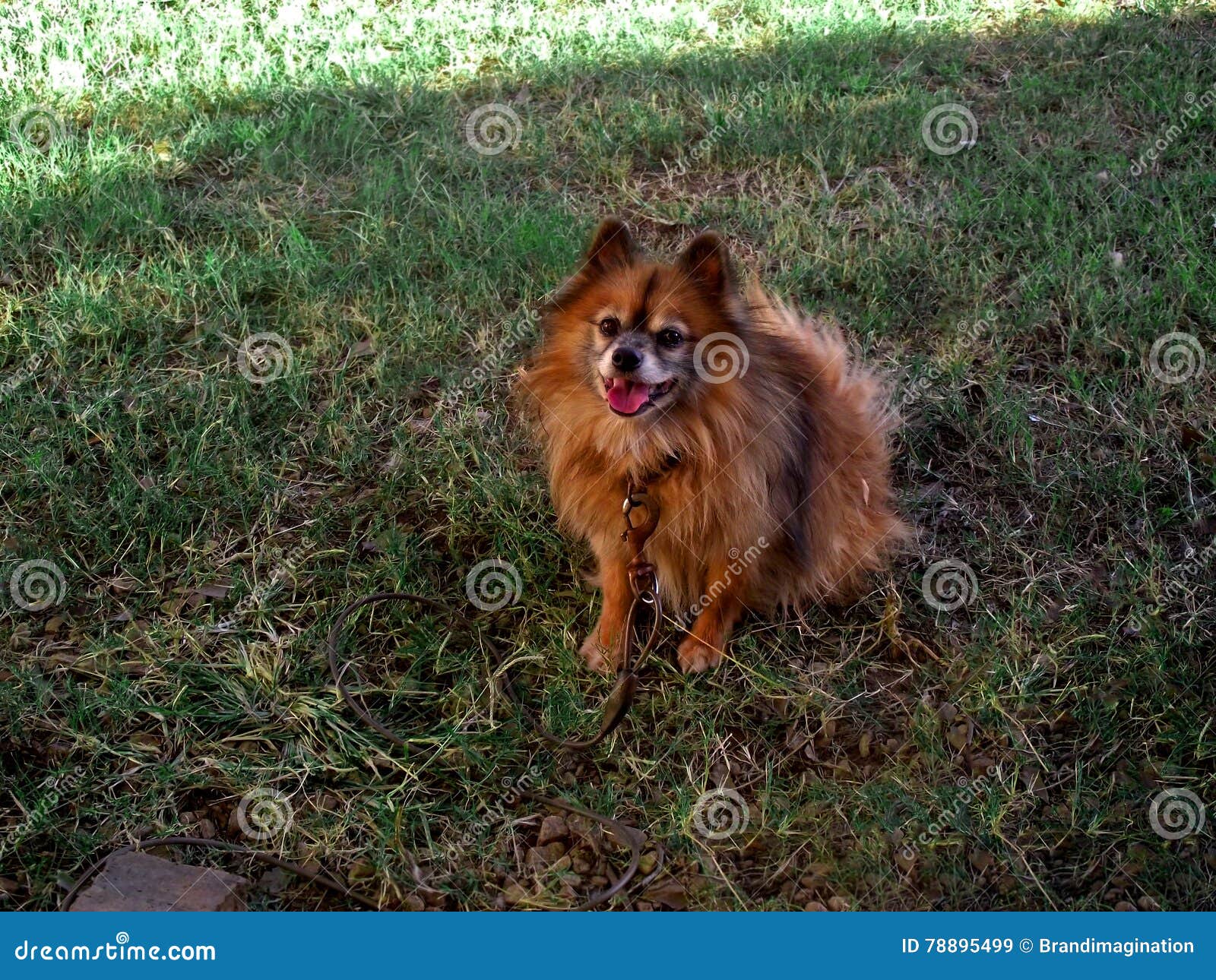 German Spitz stock image. Image of orange, animals, 12mp 78895499