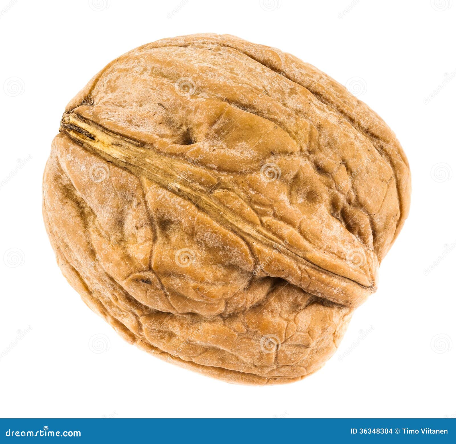 German walnut isolated stock photo. Image of nutrition 36348304