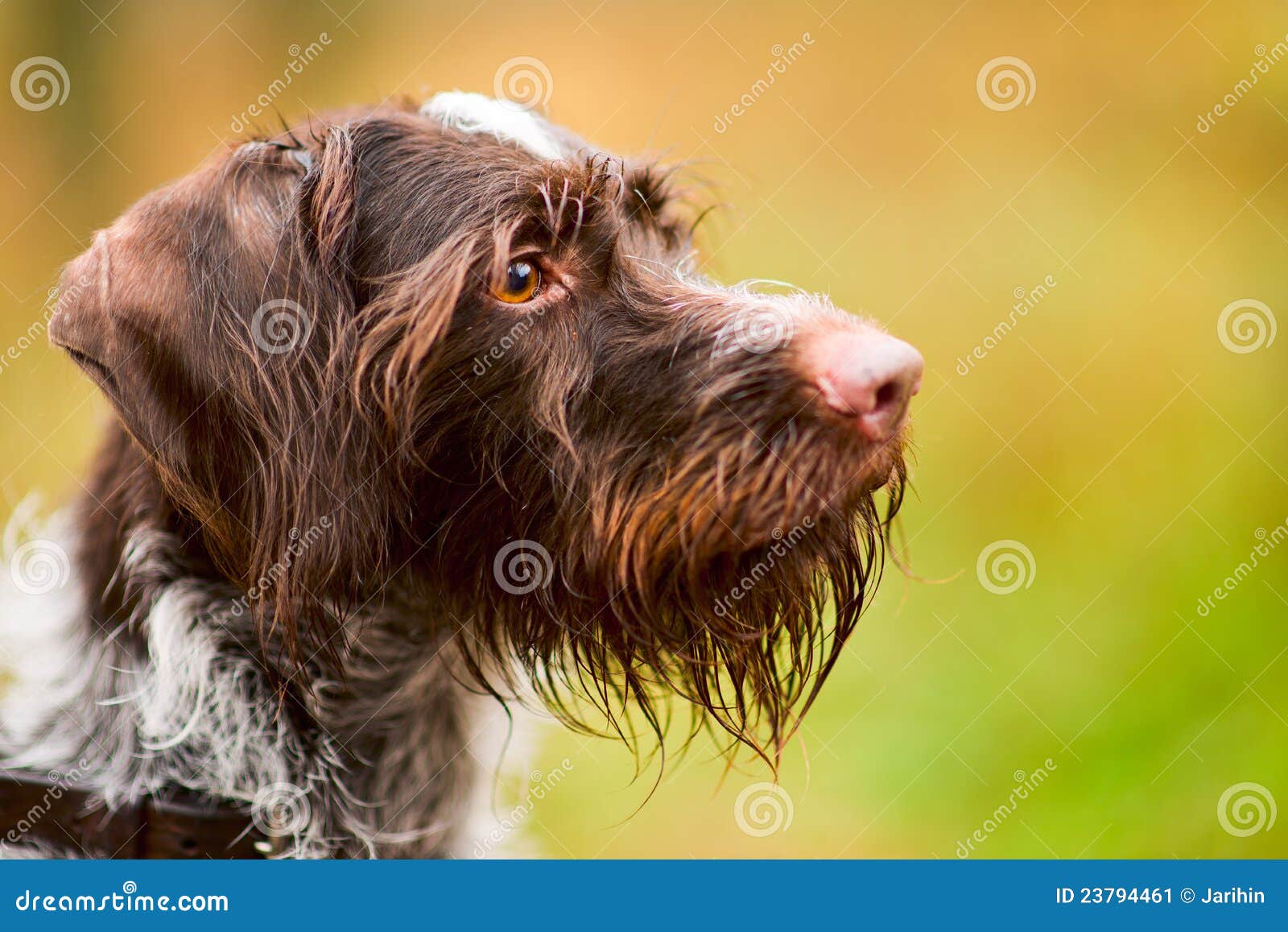 german wire haired terrier