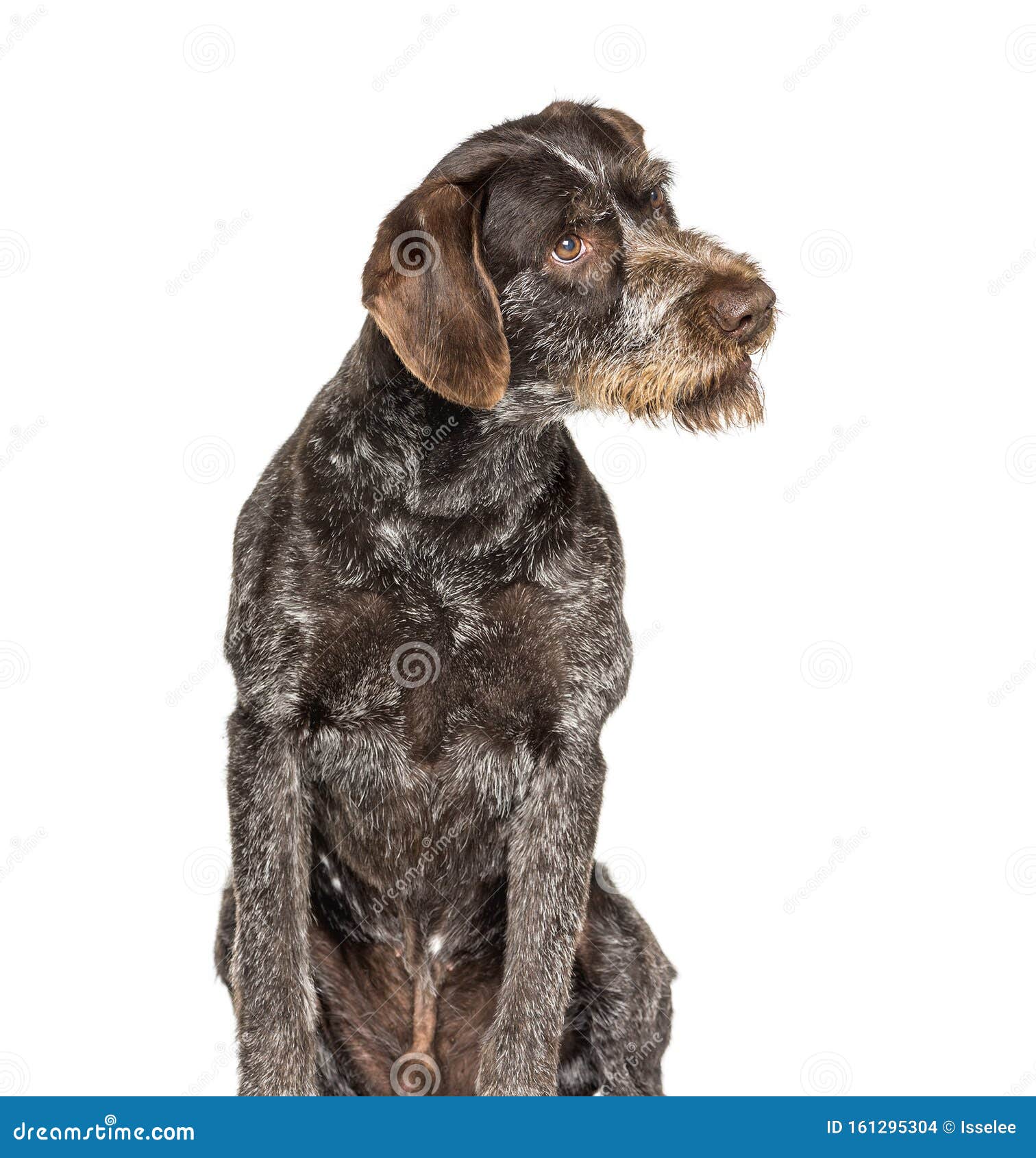 german rough haired pointer