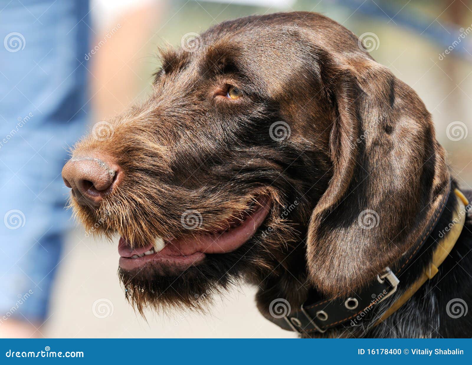 wirehaired german shorthaired pointer