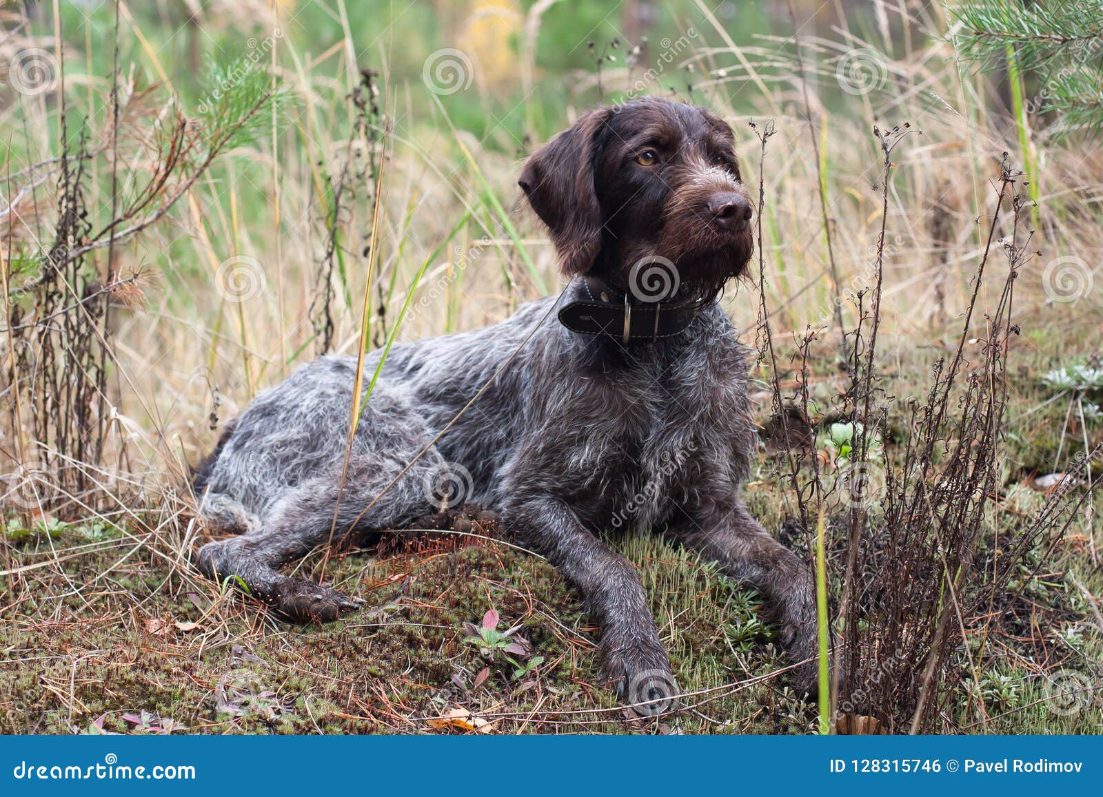 wirehaired pointing griffon georgia