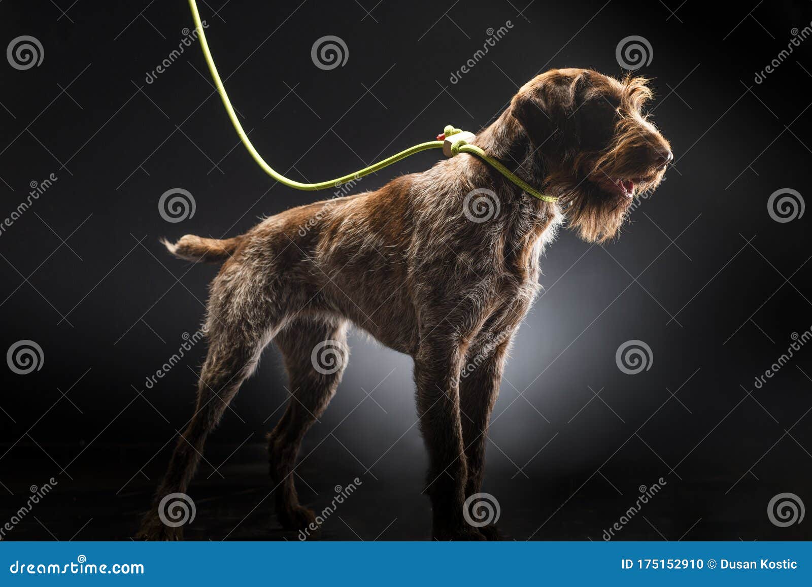 german wirehaired terrier