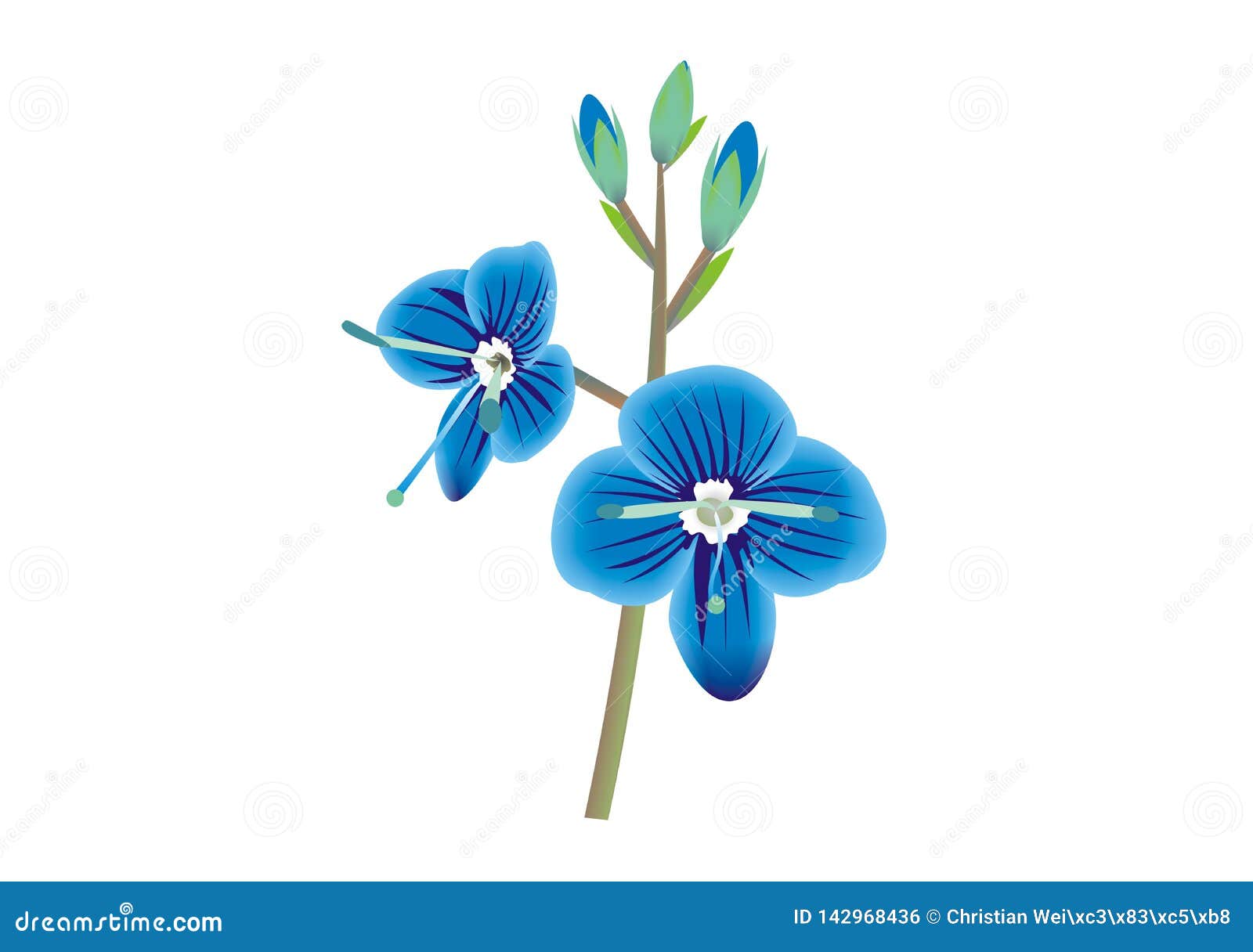 Veronica Flowers Watercolor Painting. RoyaltyFree Stock Photo