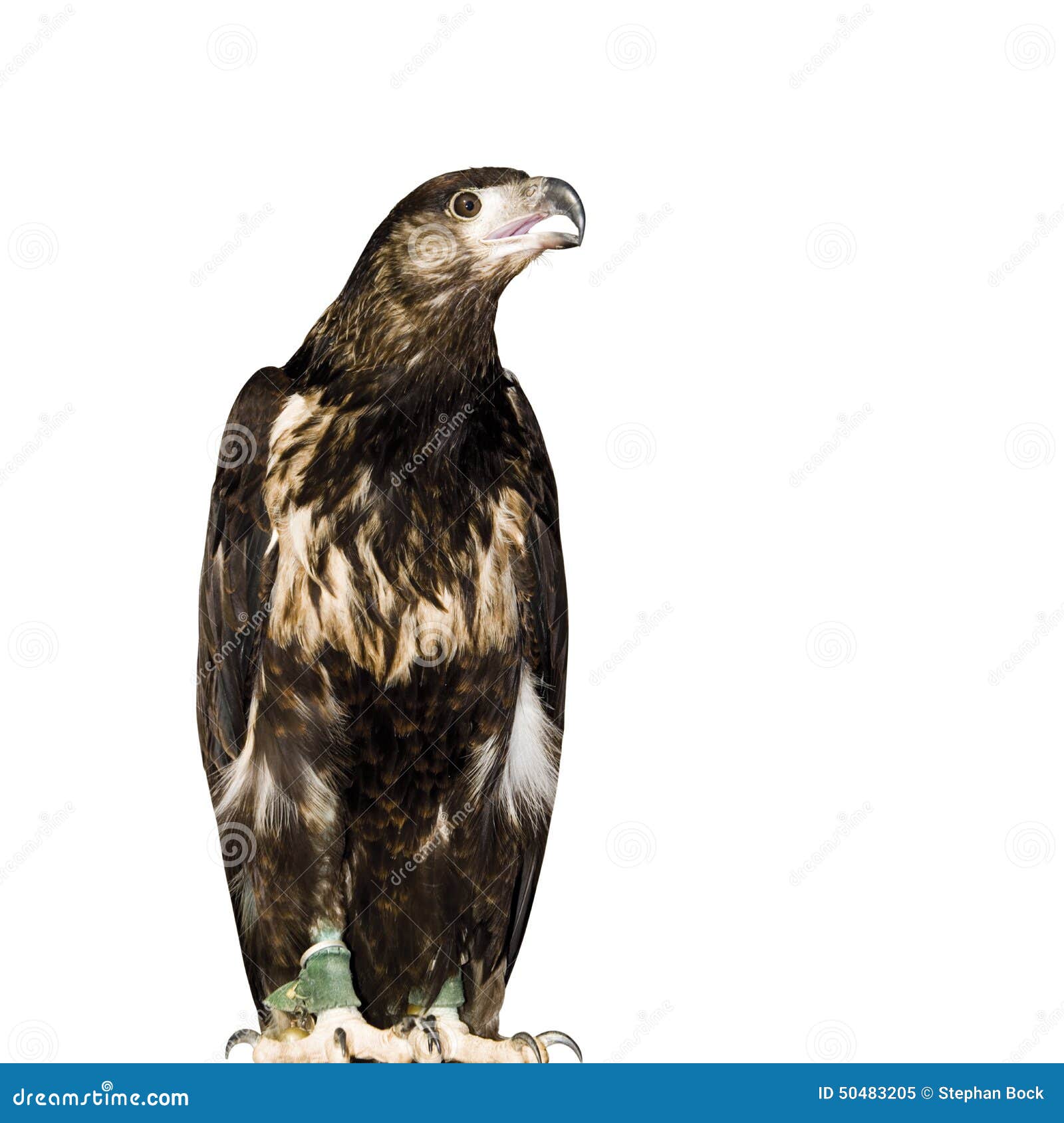germany, hellenthal, white-tailed eagle, close-up
