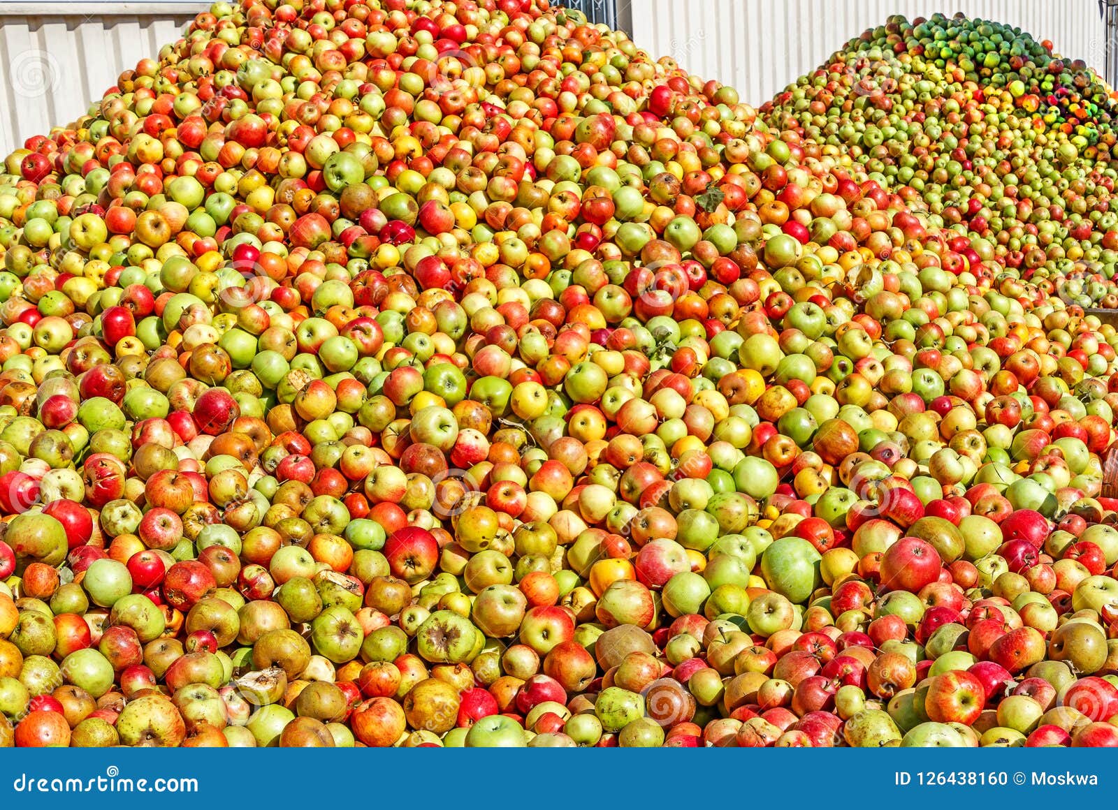 Germany Mountains of Apples for Making Cider. Stock Photo Image of