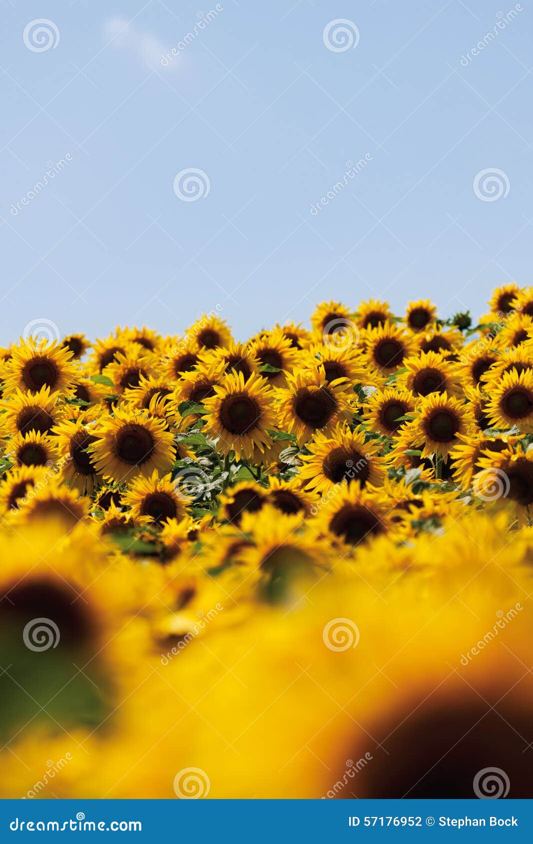 Germany, Sunflower field stock photo. Image of fresh 57176952