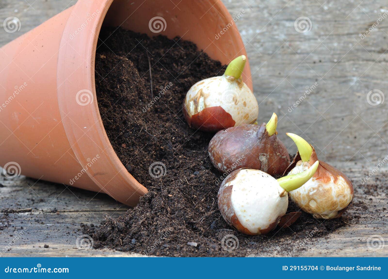 Germinación De Los Bulbos Del Tulipán Foto de archivo - Imagen de volcado,  germine: 29155704