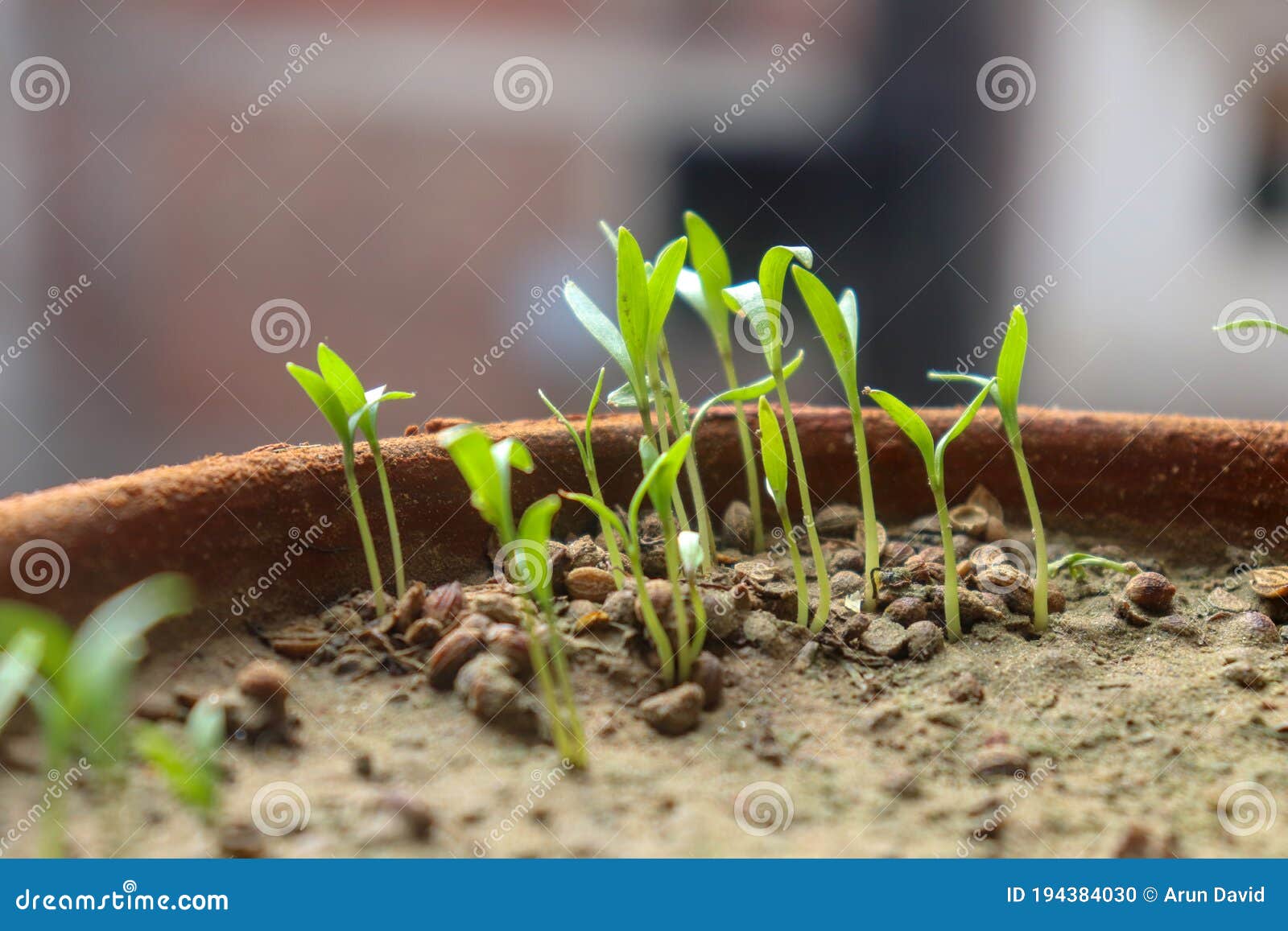 Germinación De Plantas Y Crecimiento De Semillas De Girasol Foto de archivo  - Imagen de germine, girasol: 194384030