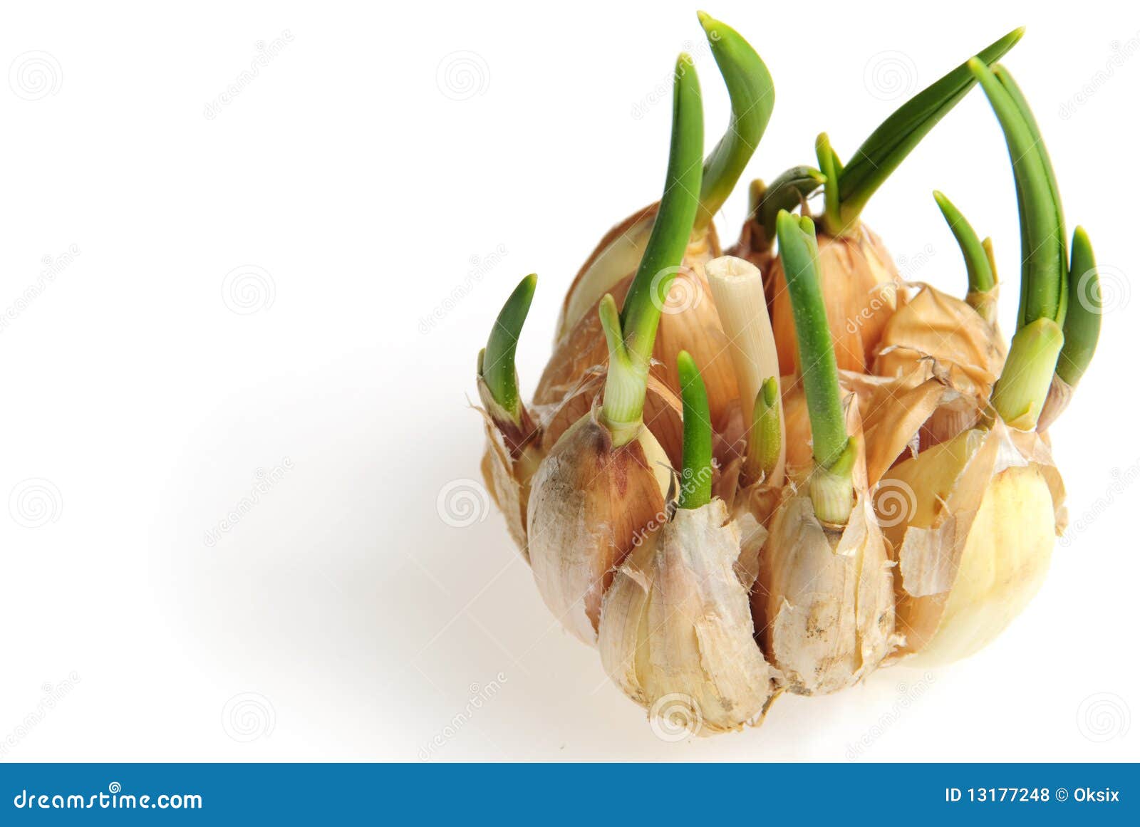 Germinate garlic stock photo. Image of food, plant, development 13177248
