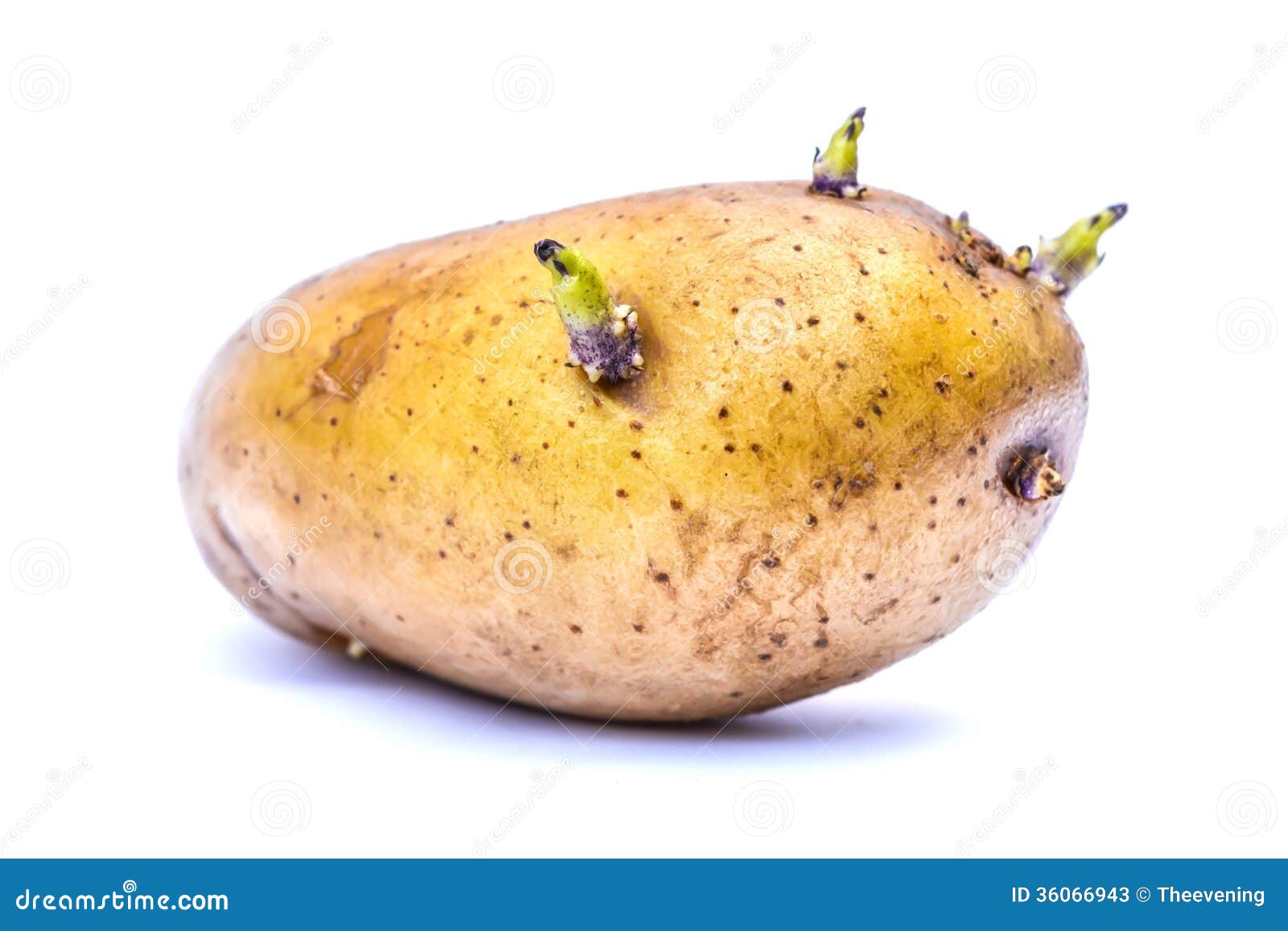 germinate potato