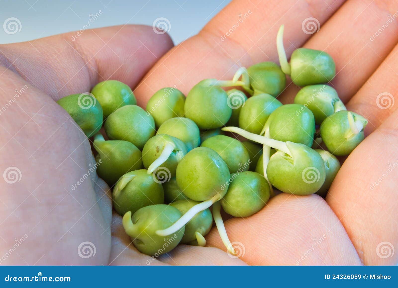 Germinated green peas stock image. Image of close, bean 24326059