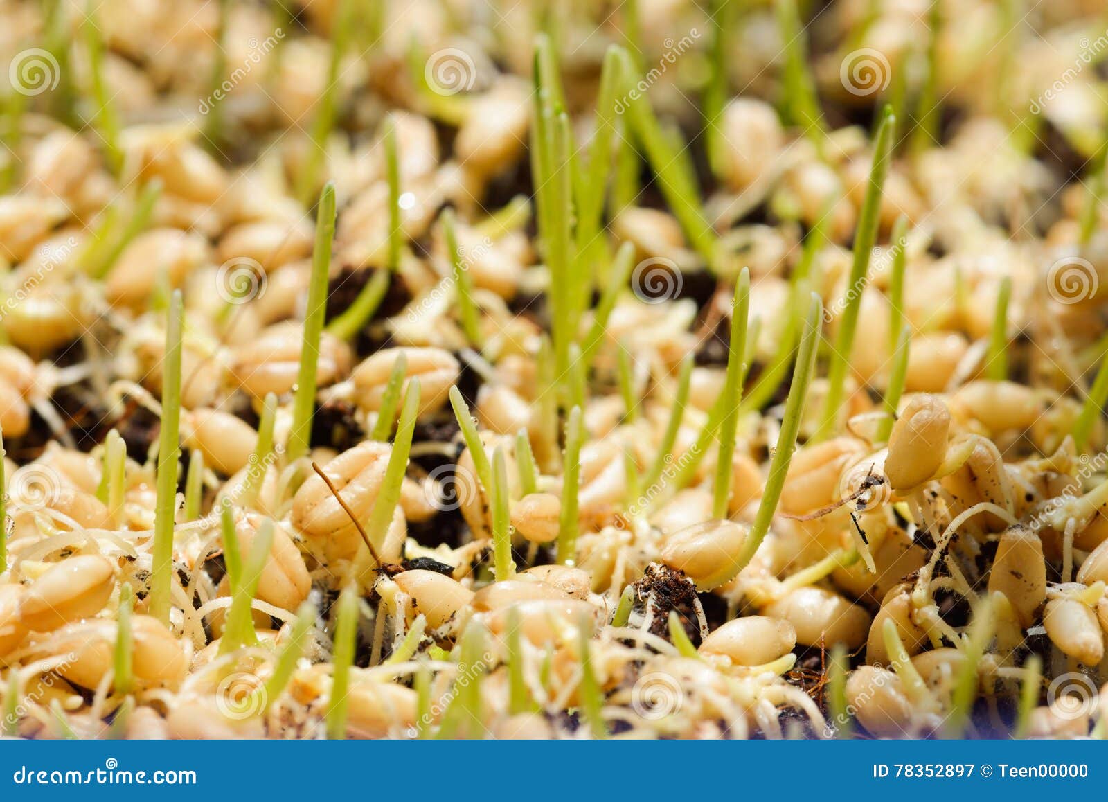 Germinated Seeds of Barley Malt Stock Image Image of meadow