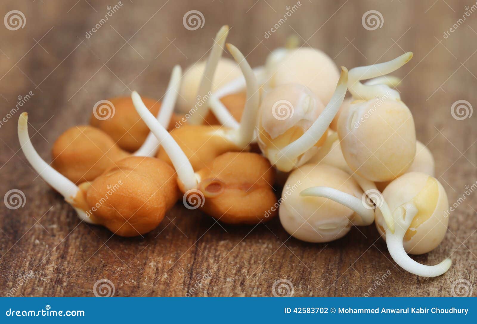 Germinating Chick Pea and Green Pea Stock Photo Image of vegetarian, isolated 42583702