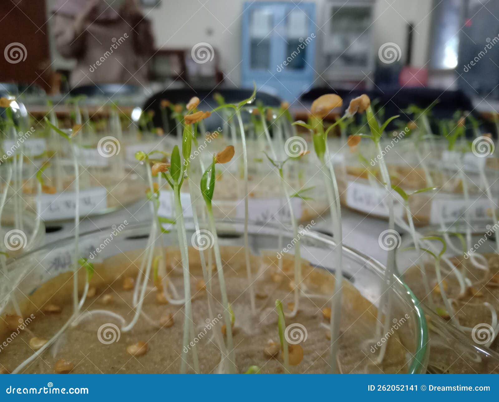 Germinating chili seeds stock image. Image of study 262052141