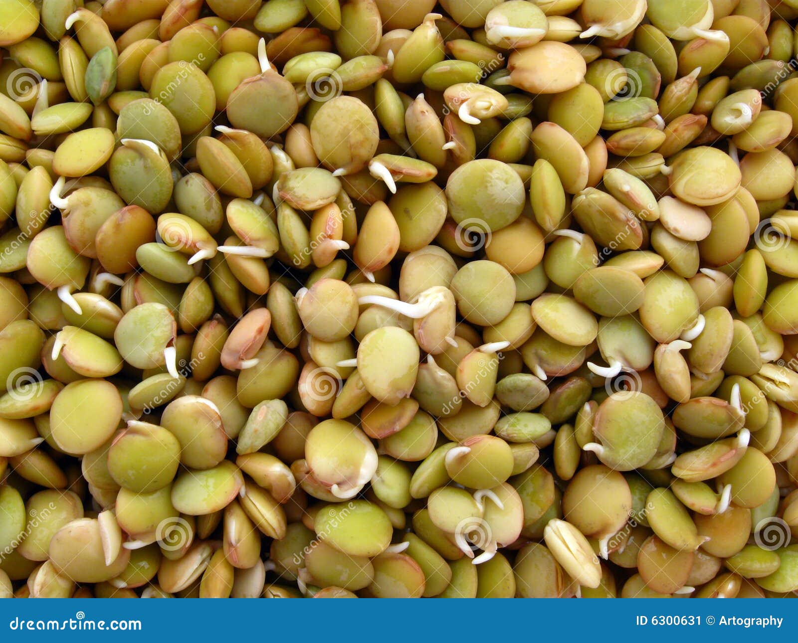 Germinating lentils stock image. Image of round, grow 6300631