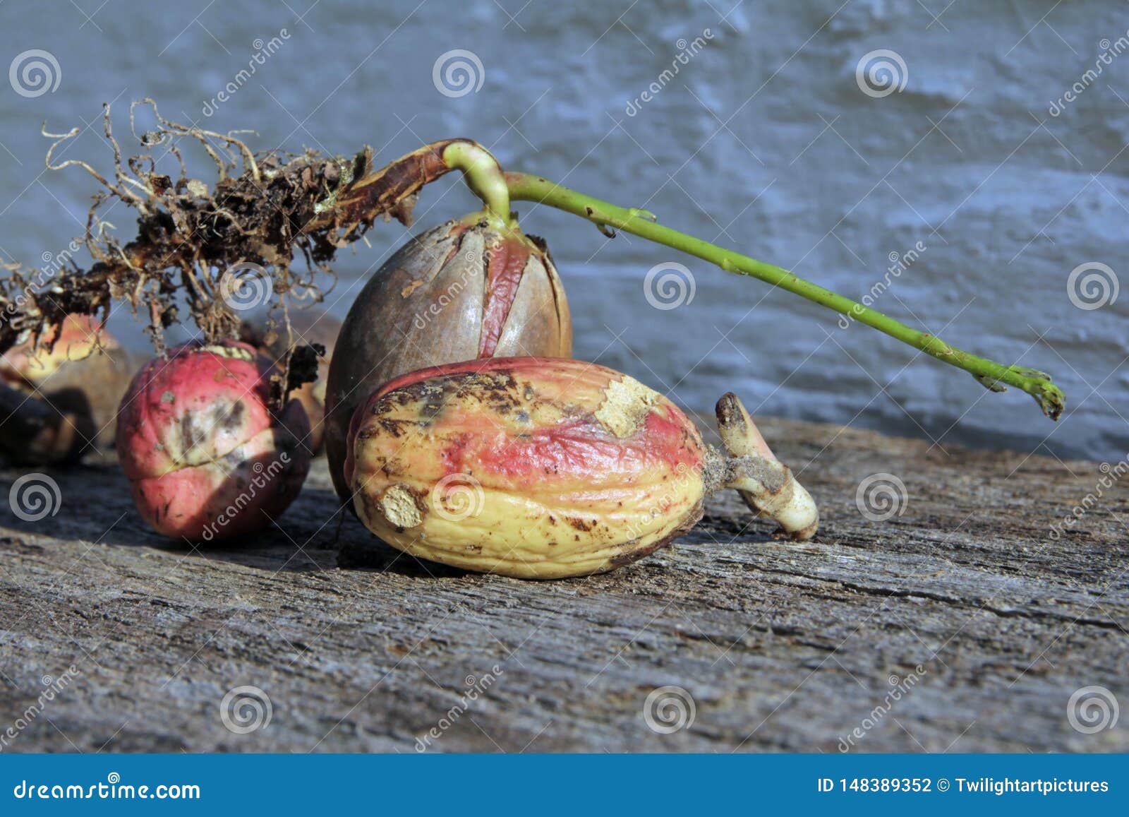 Germinating Oak Acorn before Planting Stock Photo Image of botany