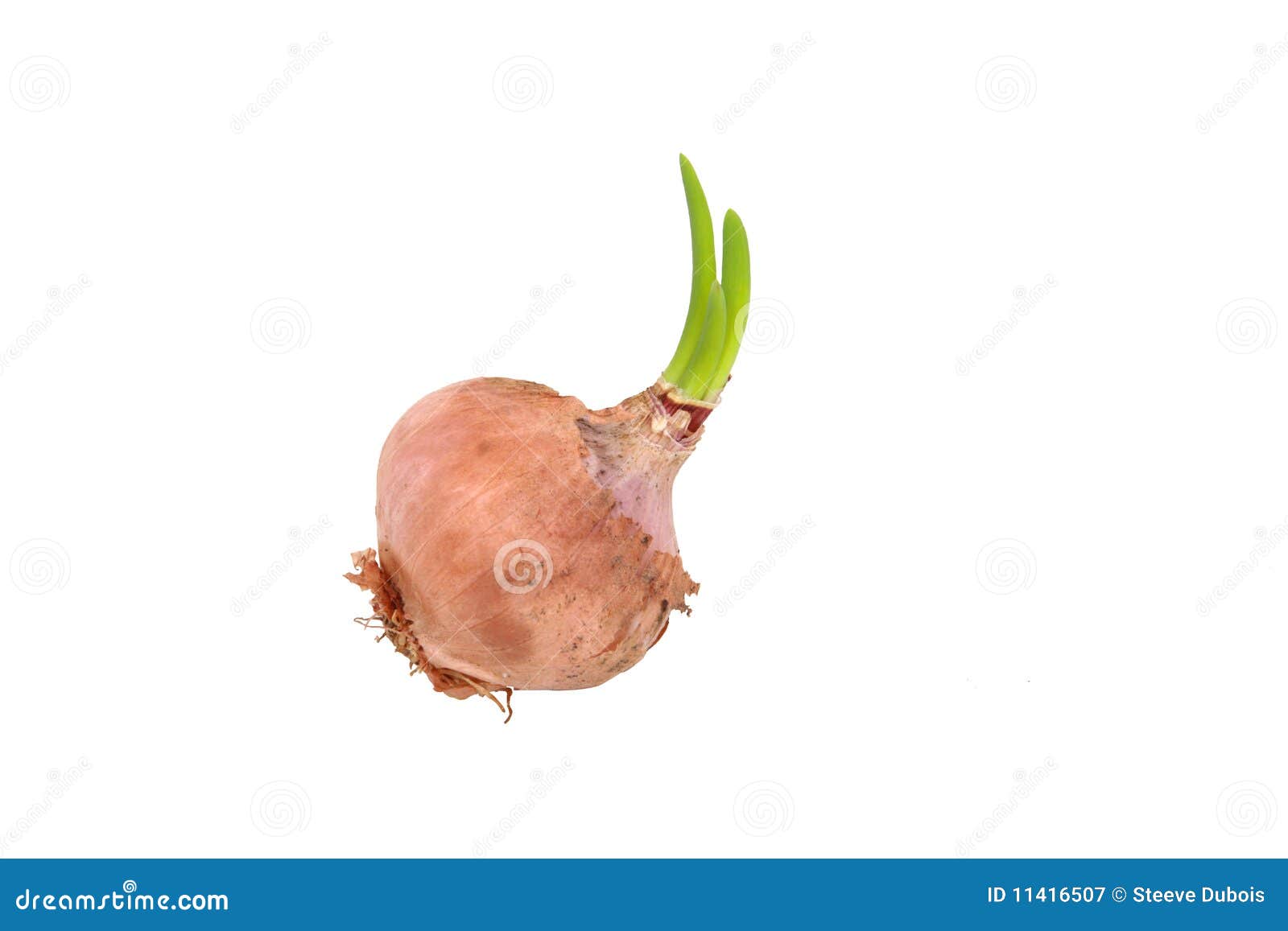 Germinating Onion On White Background Stock Image Image of sprout