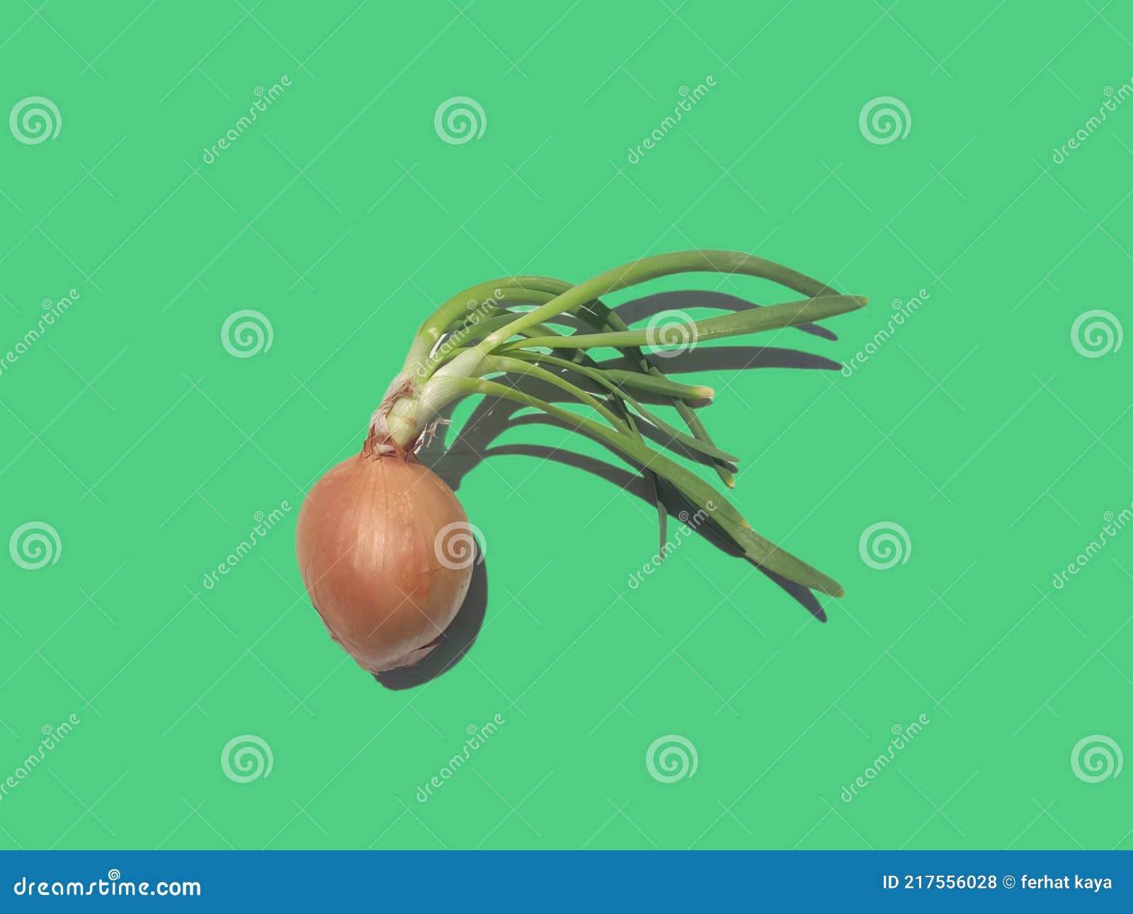 Germinating Onion on a White Background Stock Photo Image of organic