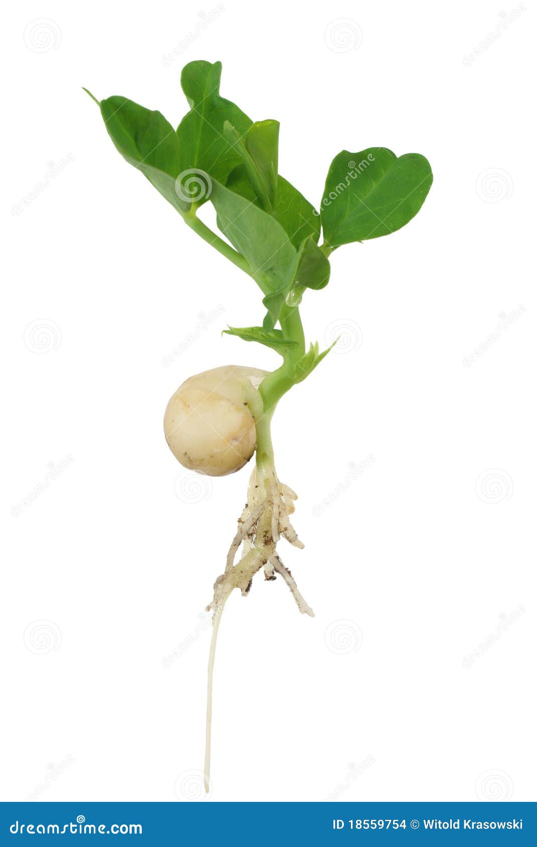 Germinating Pea Stock Images Image 18559754