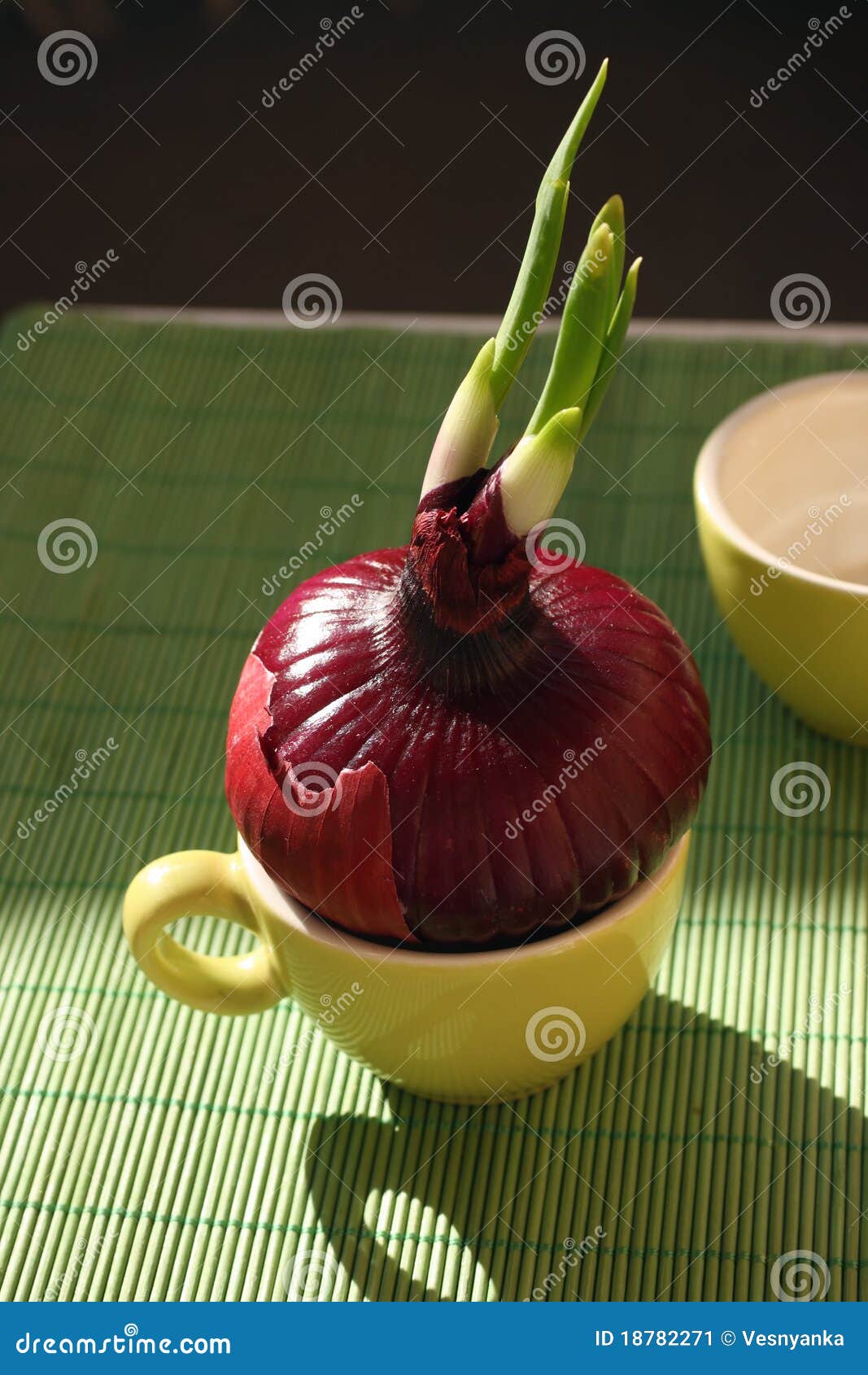 Germinating red onion stock image. Image of germinate 18782271