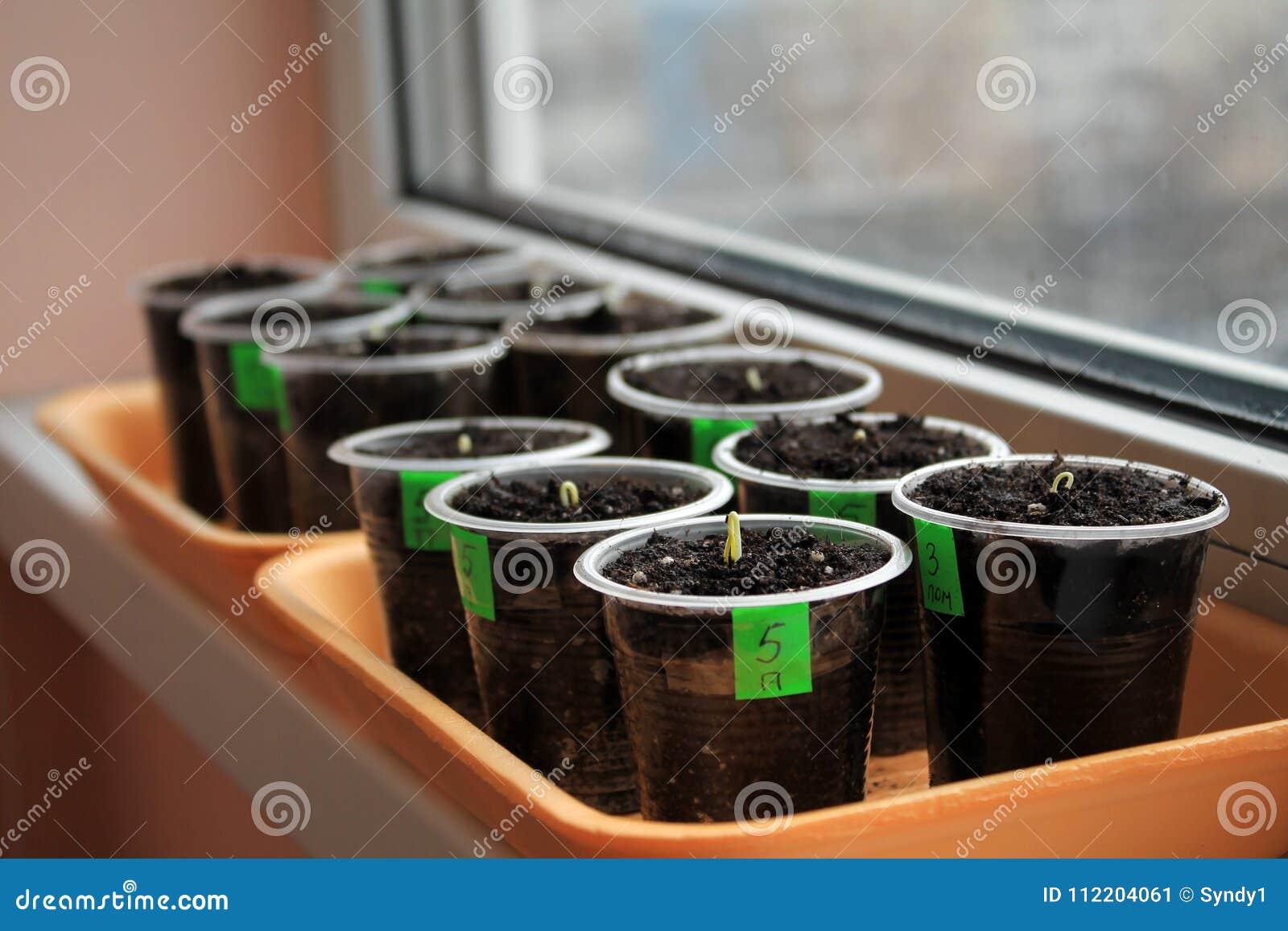 Germinating Seeds of Tomato and Pepper in Containers with Labels Stock Image Image of landing