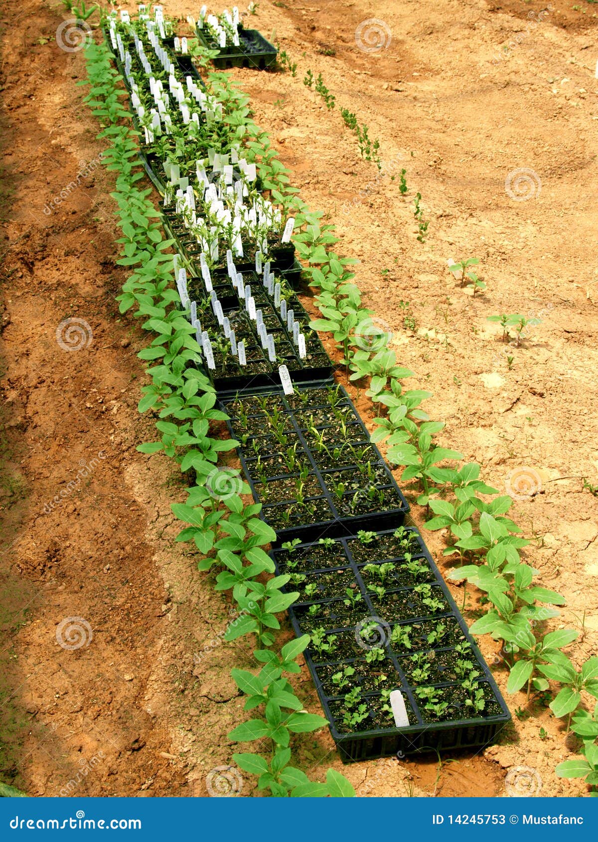 Germination 2 stock image. Image of botany, germination 14245753