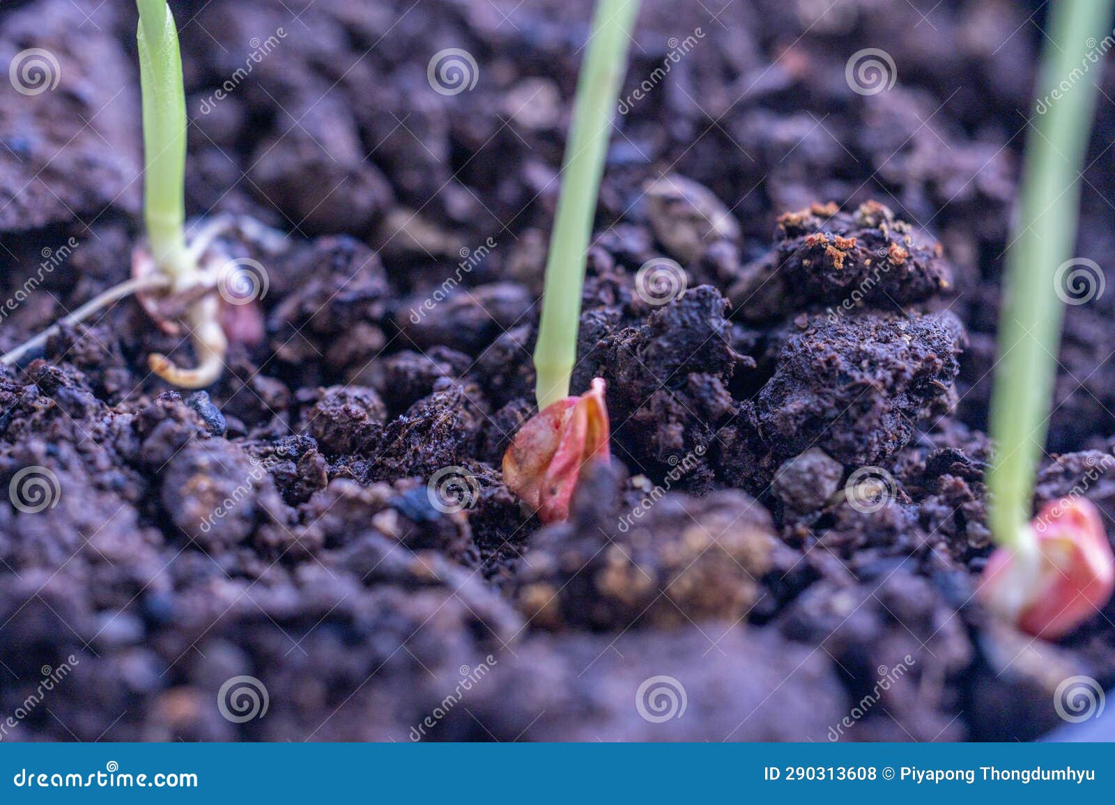 Germination Characteristics of Corn Plants. Stock Photo Image of