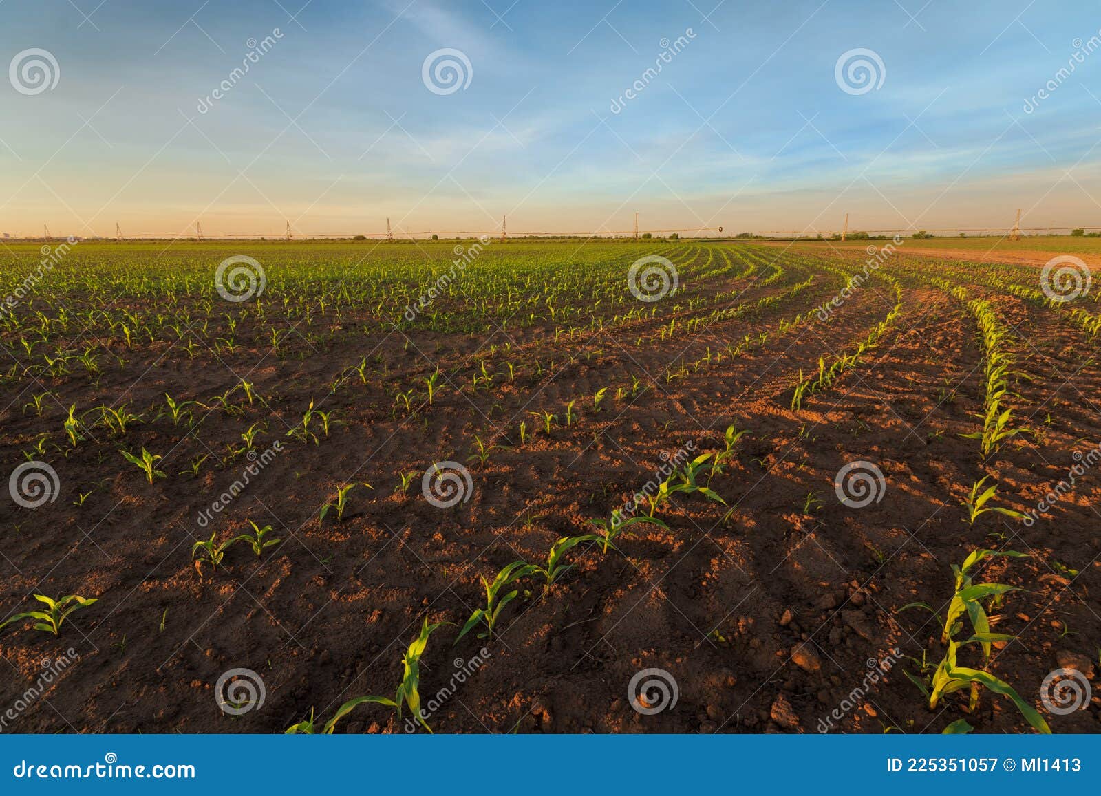 Germination of corn photo stock image. Image of landscape 225351057