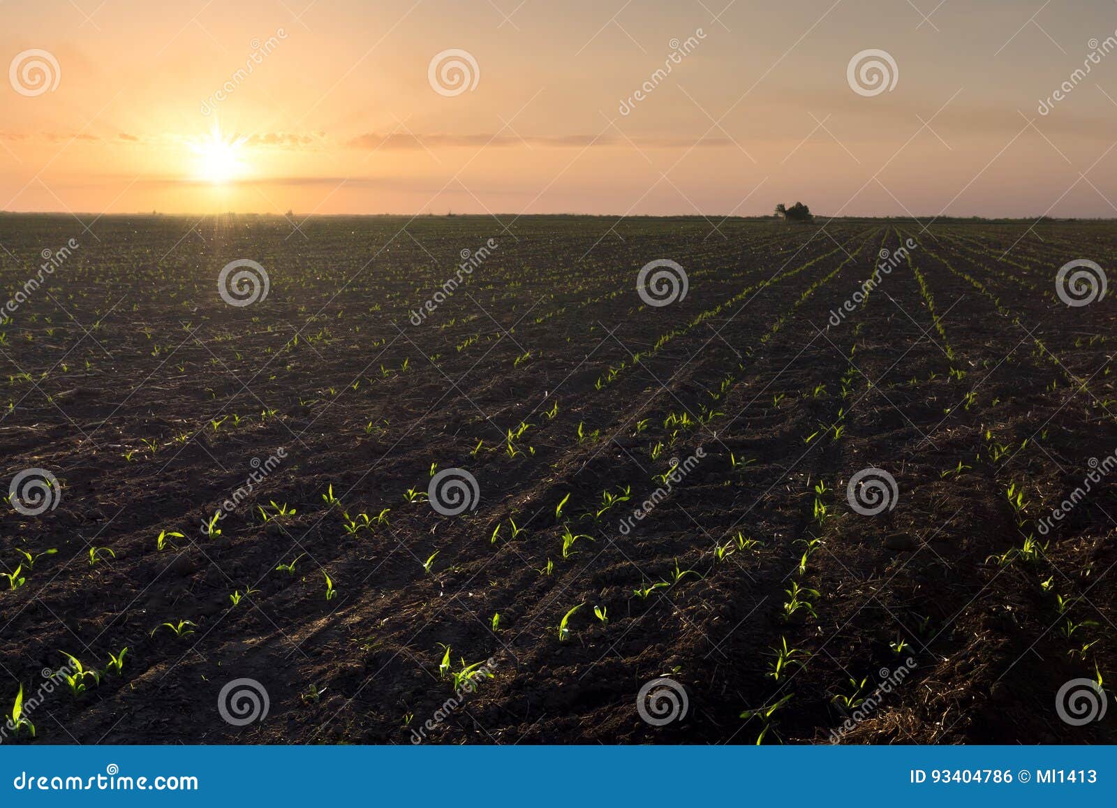 Germination of corn photo stock photo. Image of agricultural 93404786