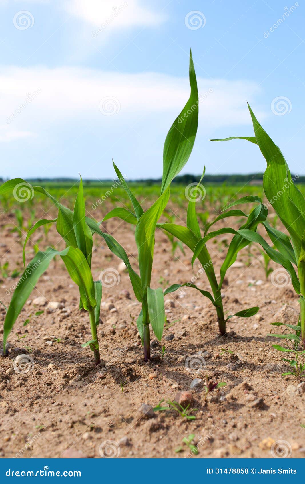 Germination of corn. stock photo. Image of corn, countryside 31478858