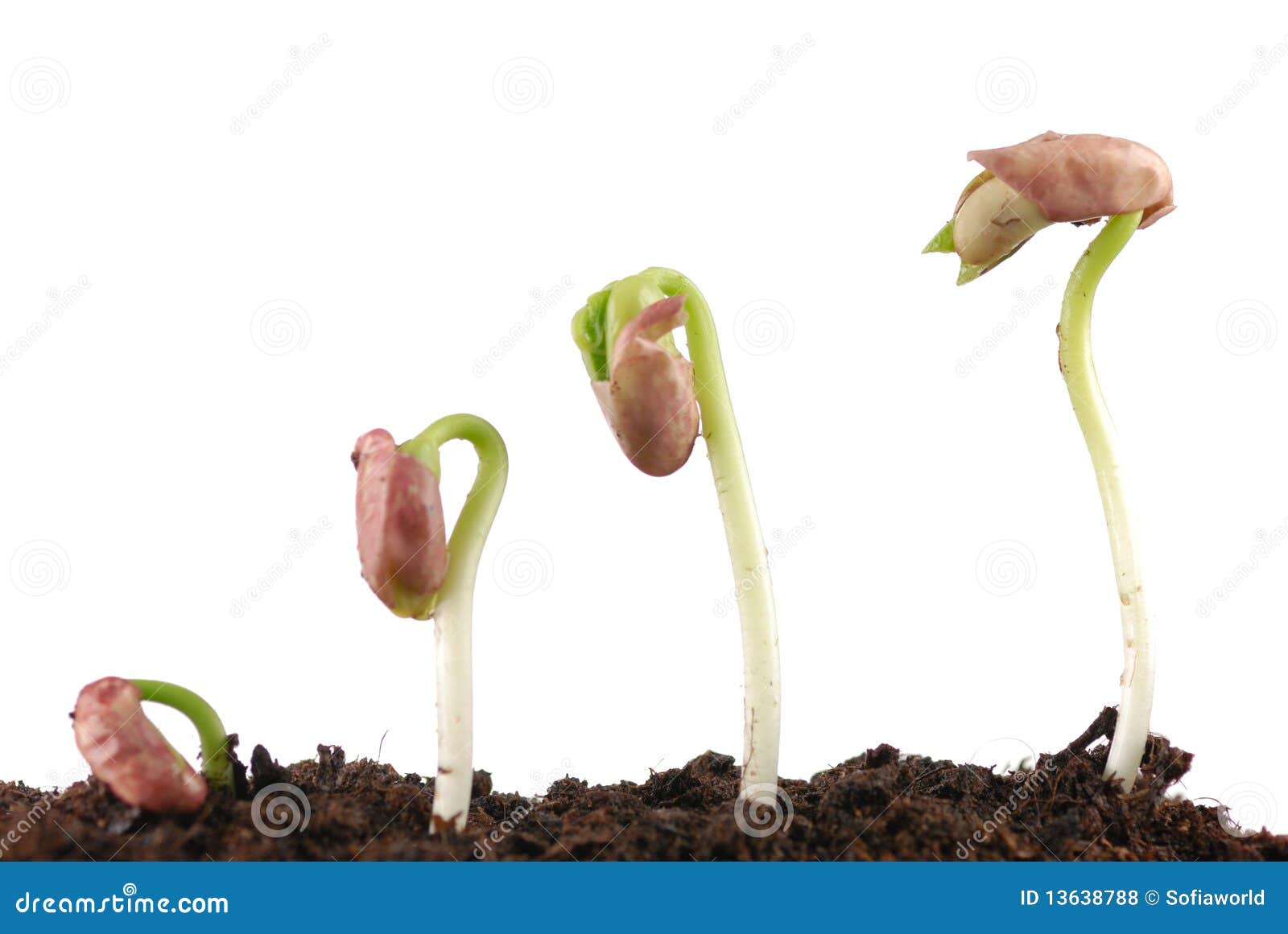 Germination De Graine D'haricot Photos libres de droits Image 13638788