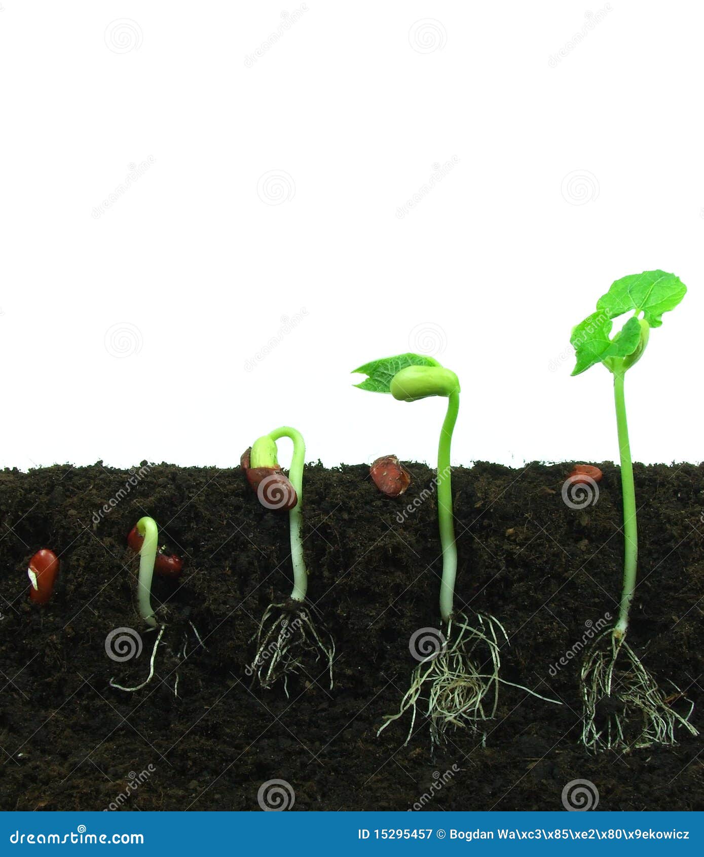 Germination des haricots image stock. Image du ressort 15295457