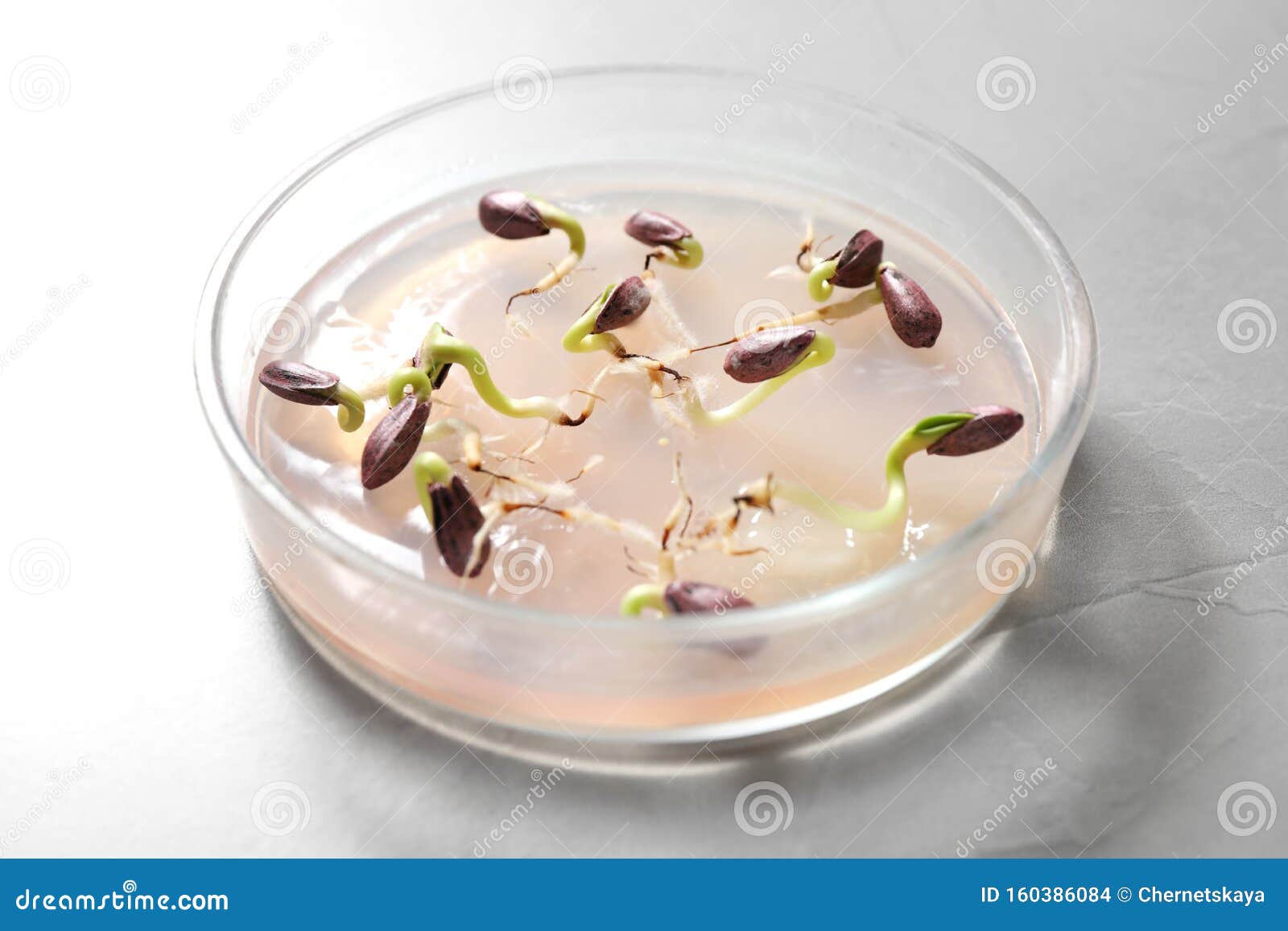 Seeds And Germination seeds-and-germination