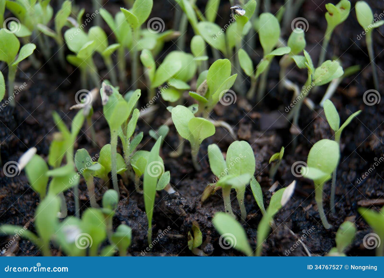 288 Lettuce Seedlings Germination Stock Photos Free & RoyaltyFree