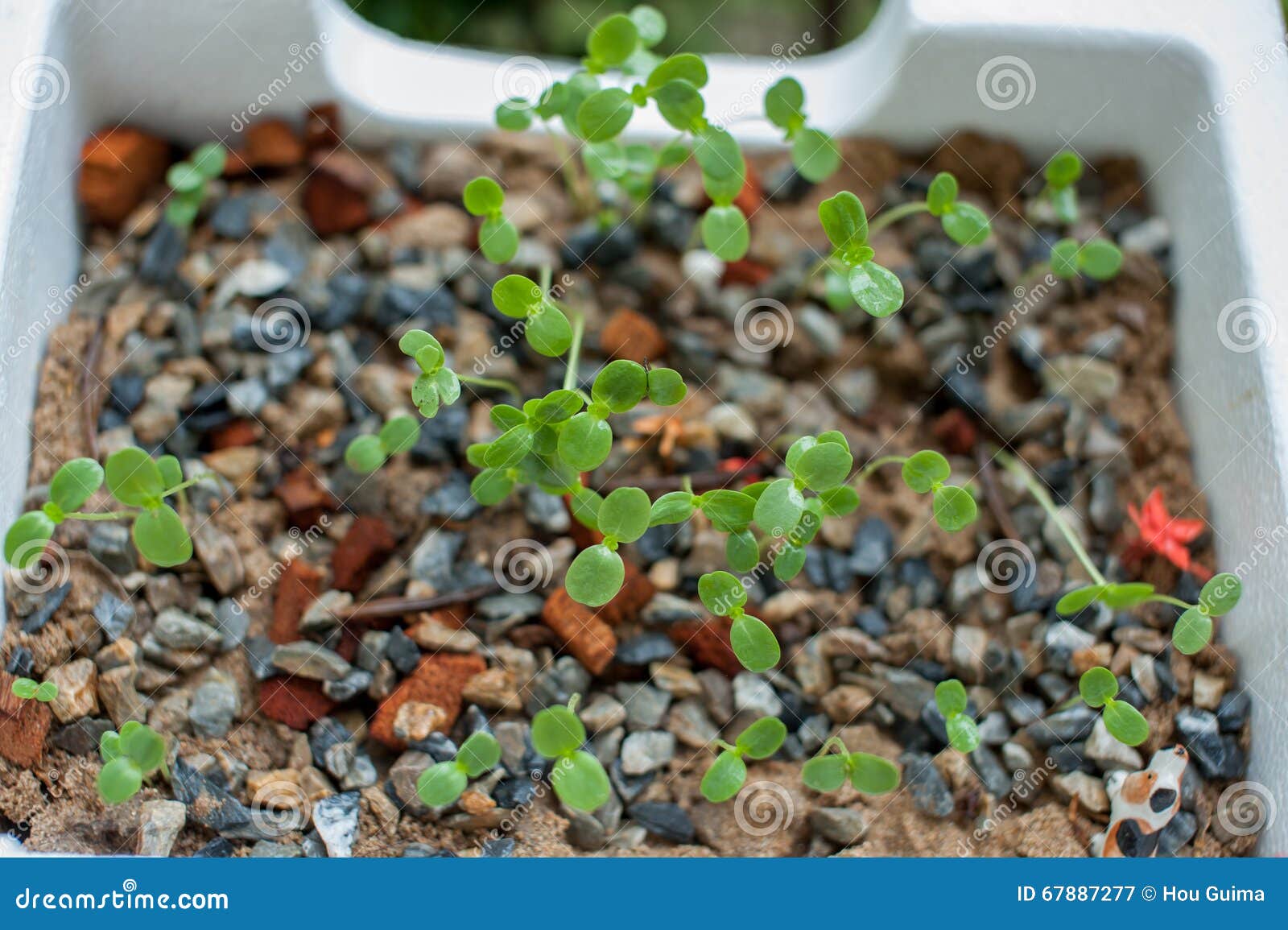 Germination Germination Tray Stock Image Image of green, hobby 67887277