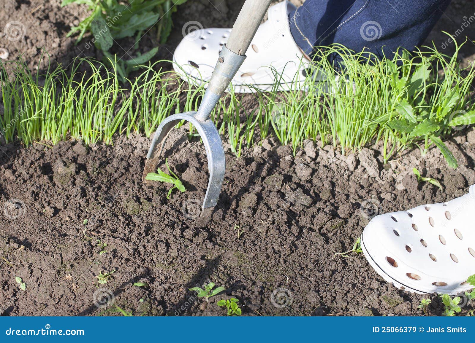Germination of onions. stock image. Image of garden, care 25066379