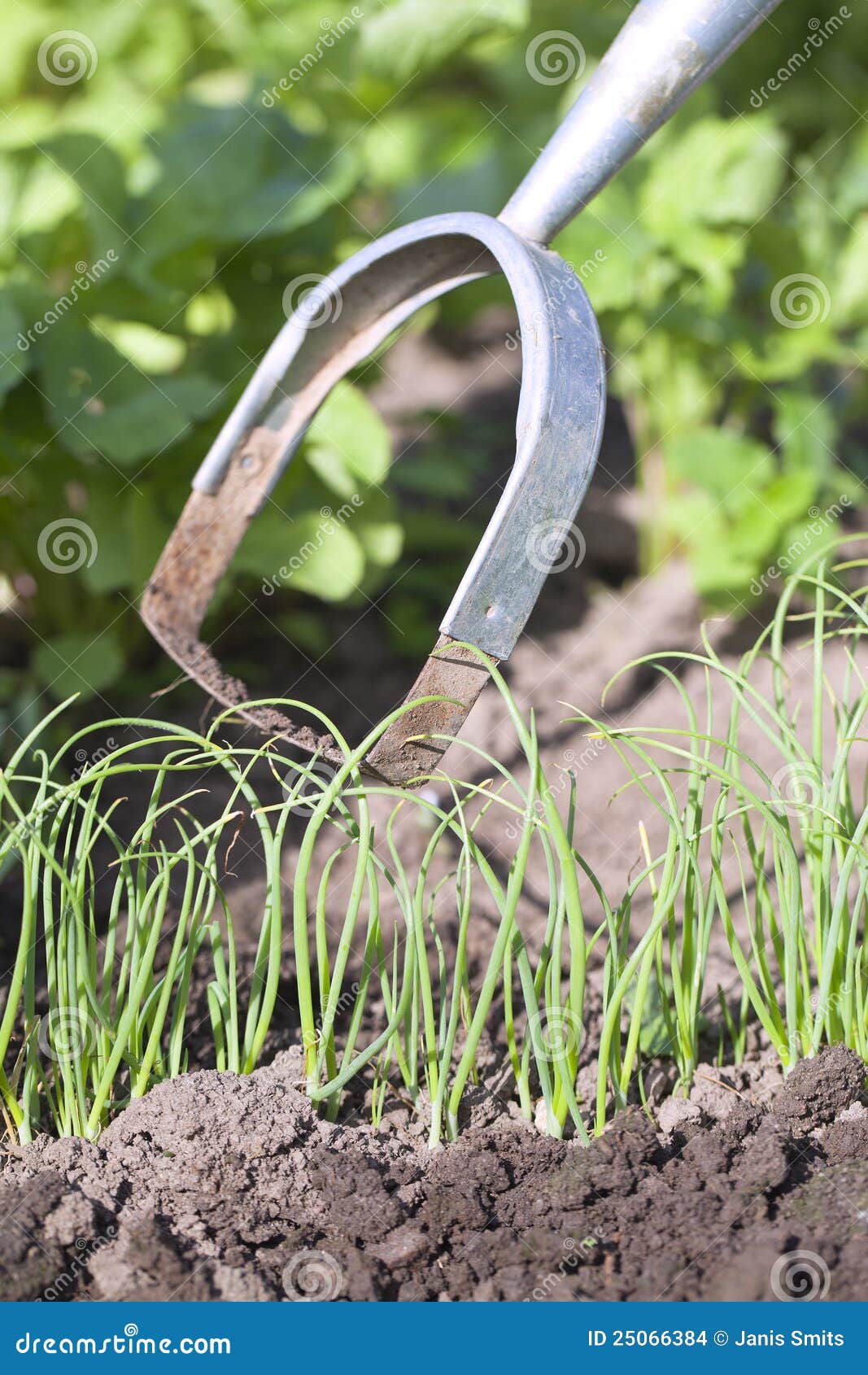 Germination of onions. stock photo. Image of pick, care 25066384